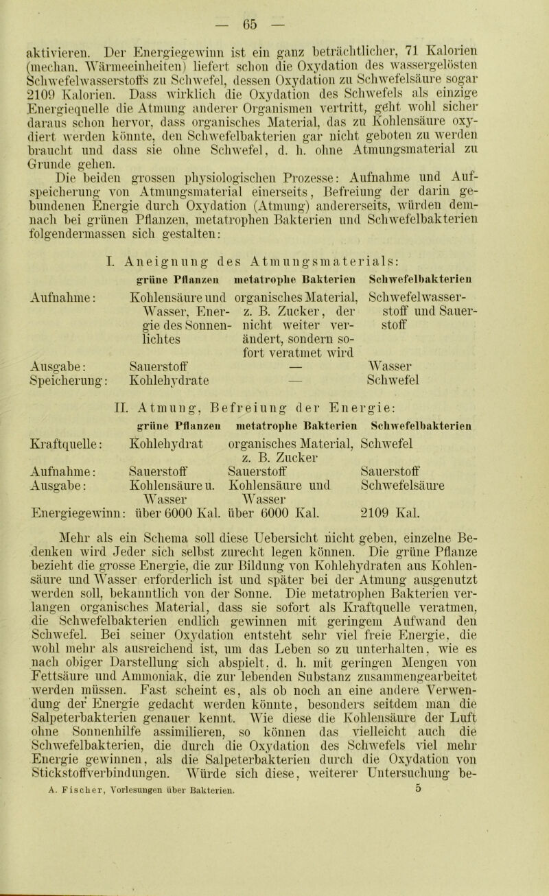 aktivieren. Der Energiegewiiin ist ein ganz beträclitliclier, 71 Kalorien (meclian. Wärmeeinheiten) liefert schon die Oxydation des wassergelösten Schwefehvasserstolfs zn Schwefel, dessen Oxydation zu Schwefelsäure sogar 2109 Kalorien. Dass wirklicli die Oxydation des Schwefels als eiipige Energiequelle die Atmung anderer Organismen vertritt, geht wohl sicher daraus schon hervor, dass organisches Material, das zu Kohlensäure oxy- diert Averden kininte, den Schwefelbakterien gar nicht geboten zu werden braucht und dass sie ohne Sclnvefel, d. h. ohne Atmungsmaterial zu Grunde gehen. Die beiden grossen physiologischen Prozesse: Aufnahme und Auf- speichernng von Atmnngsmaterial einerseits, Befreiung der darin ge- bundenen Energie durch Oxydation (Atmung) andererseits, würden dem- nach bei grünen Pflanzen, metatrophen Bakterien und Schwefelbakterien folgendermassen sich gestalten: I. Aneignung des Atmnngsmaterials: grüne Pflanzen metatroplie Bakterien Schwefelhakterieu Aufnahme: Kohlensäure und organisches Material, Schwefelwasser- Wasser, Euer- z. B. Zucker, der stoff und Sauer- gie des Sonnen- nicht weiter ver- stoff lichtes ändert, sondern so- fort veratmet wird Ausgabe: Sauerstoff — Wasser Speicherung: Kohlehydrate — Schwefel II. xA.tmung, Befreiung der Energie: grüne Pflanzen inetatrophe Bakterien Scliwefelbakterien Kraftquelle: Kohlehydrat organisches Material, ScliAvefel z. B. Zucker Aufnahme: Sauerstoff Sauerstoff Sauerstoff Ausgabe: Kohlensäuren. Kohlensäure und Schwefelsäure AVasser W asser EnergiegeAvinn: über 6000 Kal. über 6000 Kal. 2109 Kal. Mehr als ein Schema soll diese Uebersicht nicht geben, einzelne Be- denken Avird Jeder sich selbst zurecht legen können. Die grüne Pflanze bezieht die grosse Energie, die zur Bildung von Kohlehydraten ans Kohlen- säure und Wasser erforderlich ist und später bei der Atmung ansgenutzt werden soll, bekanntlich von der Sonne. Die metatrophen Bakterien ver- langen organisches Material, dass sie sofort als Kraftquelle veratmen, die ScliAvefelbakterien endlich gewinnen mit geringem AnfAvand den Schwefel. Bei seiner Oxydation entsteht sehr Adel freie Energie, die Avohl mehr als ausreichend ist, um das Leben so zu unterhalten, wie es nach obiger Darstellung sich abspielt, d. h. mit geringen Mengen von Fettsäure und Ammoniak, die zur lebenden Substanz zusammengearbeitet Averden müssen. Fast scheint es, als ob noch an eine andere Verwen- dung der Energie gedacht werden könnte, besonders seitdem man die Salpeterbakterien genauer kennt. Wie diese die Kohlensäure der Luft ohne Sonnenhilfe assimilieren, so können das vielleicht auch die SchAvefelbakterien, die durch die Oxydation des ScliAvefels viel mehr Energie gewinnen, als die Salpeterbakterien durch die Oxydation von Stickstoffverbindungen. Würde sich diese, weiterer Untersuchnng be- A. Fischer, A^orlesimgen über Bakterien. 5