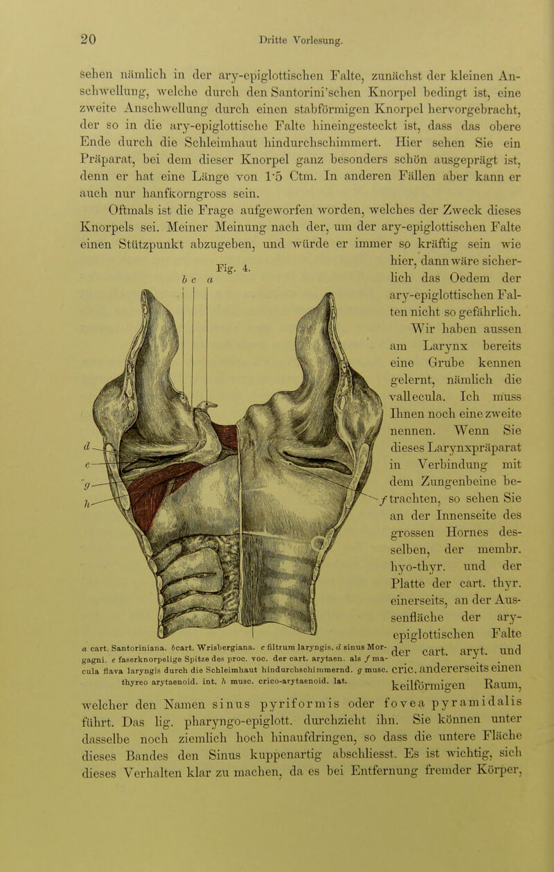 sehen nämlich in der ary-epiglottischen Falte, zunächst der kleinen An- schwellung-, welche durch den Santorini'schen Knorpel bedingt ist, eine zweite Anschwellung durch einen stabförmigen Knorpel hervorgebracht, der so in die ary-epiglottischc Falte hineingesteckt ist, dass das obere Ende durch die Schleimhaut hindurchschimmert. Hier sehen Sie ein Präparat, bei dem dieser Knorpel ganz besonders schön ausgeprägt ist, denn er hat eine Länge von 1*5 Ctm. In anderen Fällen aber kann er aucb nur hanfkorngross sein. Oftmals ist die Frage aufgeworfen worden, welches der Zweck dieses Knorpels sei. Meiner Meinung nach der, um der ary-epiglottischen Falte einen Stützpunkt abzugeben, und würde er immer so kräftig sein wie hier, dann wäre sicher- lich das Oedem der ary-epiglottischen Fal- ten nicht so gefährlich. Wir haben aussen am Larynx bereits eine Grube kennen gelernt, nämlich die vall ecula. Ich muss Ihnen noch eine zweite nennen. Wenn Sie dieses Larynxpräparat in Verbindung mit dem Zungenbeine be- / trachten, so sehen Sie an der Innenseite des grossen Hornes des- selben, der membr. hyo-thyr. und der Platte der cart. thyr. einerseits, an der Aus- senfläche der ary- epiglottischen Falte a cart. Santoriniana. icart. Wrisbergiana. c filtrum laryngis, d sinus Mor- ai'Vt Und gagni. e faserknorpelige Spitze des proc. voc. der cart. arytaen. als/ma- _ ' . ' . cula flava laryngis durch die Schleimhaut hindurchschimmernd, g musc. CTIC. andererseits einen thyreo arytaenoid. int. Ii musc. crico-arytaenoid. lat. keilförmigen Raum, welcher den Namen sinus pyriformis oder fovea pyramidalis führt. Das lig. pharyngo-epiglott. durchzieht ihn. Sie können unter dasselbe noch ziemlich hoch hinaufdringen, so dass die untere Fläche dieses Bandes den Sinus kuppenartig abschliesst. Es ist wichtig, sich dieses Verhalten klar zu machen, da es bei Entfernung fremder Körper,