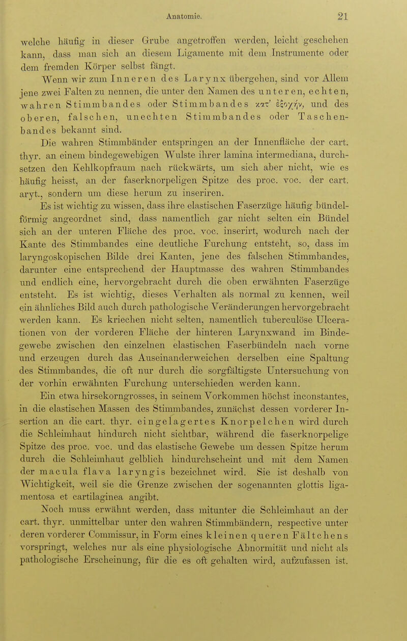 welche häufig- in dieser Grube angetroffen werden, leicht geschehen kann, dass man sich an diesem Ligamente mit dem Instrumente oder dem fremden Körper selbst fängt. Wenn wir zum Inneren des Larynx übergehen, sind vor Allem jene zwei Falten zu nennen, die unter den Namen des unteren, echten, wahren Stimmbandes oder Stimmbandes xtc' e$o/-^v; und des oberen, falschen, unechten Stimmbandes oder Taschen- bandes bekannt sind. Die wahren Stimmbänder entspringen an der Innenfläche der cart. thyr. an einem bindegewebigen Wulste ihrer lamina intermediana, durch- setzen den Kehlkopfraum nach rückwärts, um sich aber nicht, wie es häufig heisst, an der faserknorpeligen Spitze des proc. voc. der cart. aryt., sondern um diese herum zu inseriren. Es ist wichtig zu wissen, dass ihre elastischen Faserzüge häufig bündei- förmig angeordnet sind, dass namentlich gar nicht selten ein Bündel sich an der unteren Fläche des proc. voc. inserirt, wodurch nach der Kante des Stimmbandes eine deutliche Furchung entsteht, so, dass im laryngoskopischen Bilde drei Kanten, jene des falschen Stimmbandes, darunter eine entsprechend der Hauptmasse des wahren Stimmbandes und endlich eine, hervorgebracht durch die oben erwähnten Faserzüge entsteht. Es ist wichtig, dieses Verhalten als normal zu kennen, weil ein ähnliches Bild auch durch pathologische Veränderungen hervorgebracht werden kann. Es kriechen nicht selten, namentlich tuberculöse Ulcera- tionen von der vorderen Fläche der hinteren Larynxwand im Binde- gewebe zwischen den einzelnen elastischen Faserbündeln nach vorne und erzeugen durch das Auseinanderweichen derselben eine Spaltung des Stimmbandes, die oft nur durch die sorgfältigste Untersuchung von der vorhin erwähnten Furchung unterschieden werden kann. Ein etwa hirsekorngrosses, in seinem Vorkommen höchst inconstantes, in die elastischen Massen des Stimmbandes, zunächst dessen vorderer In- sertion an die cart. thyr. eingelagertes Knorpelchen wird durch die Schleimhaut hindurch nicht sichtbar, während die faserknorpelige Spitze des proc. voc. und das elastische Gewebe um dessen Spitze herum durch die Schleimhaut gelblich hindurchscheint und mit dem Namen der macula flava laryngis bezeichnet wird. Sie ist deshalb von Wichtigkeit, weil sie die Grenze zwischen der sogenannten glottis liga- mentosa et cartilaginea angibt. Noch muss erwähnt werden, dass mitunter die Schleimhaut an der cart. thyr. unmittelbar unter den wahren Stimmbändern, respective unter deren vorderer Commissur, in Form eines kleinen querenFältchens vorspringt, welches nur als eine physiologische Abnormität und nicht als pathologische Erscheinung, für die es oft gehalten wird, aufzufassen ist.