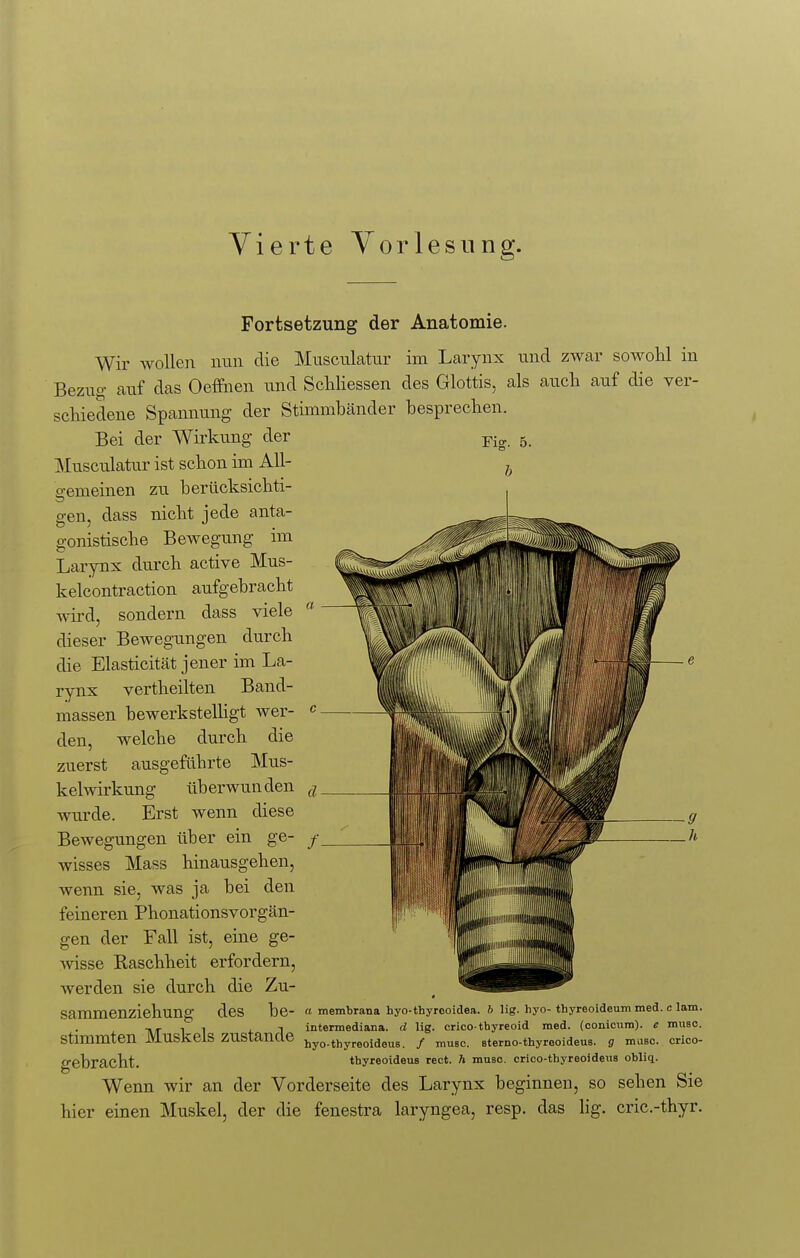 Vierte Vorlesung. Fig. 5. b Fortsetzung der Anatomie. Wir wollen nun die Musculatur im Larynx und zwar sowohl in Bezug auf das Oeffnen und Schliessen des Glottis, als auch auf die ver- schiedene Spannung der Stimmbänder besprechen. Bei der Wirkung der Musculatur ist schon im All- gemeinen zu berücksichti- gen, dass nicht jede anta- gonistische Bewegung im Larynx durch active Mus- kelcontraction aufgebracht wird, sondern dass viele a dieser Bewegungen durch die Elasticität jener im La- rynx vertheilten Band- massen bewerkstelligt wer- c den, welche durch die zuerst ausgeführte Mus- kelwirkung überwunden d wurde. Erst wenn diese Bewegungen über ein ge- f wisses Mass hinausgehen, wenn sie, was ja bei den feineren Phonationsvorgän- gen der Fall ist, eine ge- wisse Kaschheit erfordern, werden sie durch die Zu- sammenziehung des be- « membrana hyo-thyreoidea. 6 lig. hyo-thyreoideum med. c lam. .., , ■, , intermediana. d lig. crico-thyreoid med. (oonicum). e musc. Stimmten MUSkelS ZUStanCle hy0.t),yreoiaou8 / mU6C. 8terno-thyrooideus. g rnasc. crico- gebracht. thyreoideus rect. h musc. crico-thyreoideuB obliq. Wenn wir an der Vorderseite des Larynx beginnen, so sehen Sie hier einen Muskel, der die fenestra laryngea, resp. das lig. cric.-thyr.