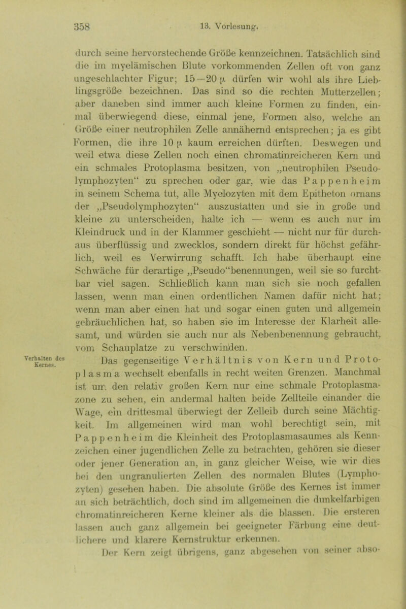 Verhalten des Kernes. durch seine hervorstechende Größe kennzeichnen. Tatsächlich sind die im myelärnischen Blute vorkommenden Zellen oft von ganz ungeschlachter Figur; 15 — 20 {j. dürfen wir wohl als ihre Lieb- lingsgrüße bezeichnen. Das sind so die rechten Mutterzellen; aber daneben sind immer auch kleine Formen zu finden, ein- mal überwiegend diese, einmal jene, Formen also, welche an Größe einer neutrophilen Zelle annähernd entsprechen; ja es gibt Formen, die ihre 10 p. kaum erreichen dürften. Deswegen und weil etwa diese Zellen noch einen chromatinreicheren Kern und ein schmales Protoplasma besitzen, von „neutrophilen Pseudo- lymphozyten“ zu sprechen oder gar, wie das Pappenheim in seinem Schema tut, alle Myelozyten mit dem Epitheton ornans der „Pseudolymphozyten“ auszustatten und sie in große und kleine zu unterscheiden, halte ich — wenn es auch nur im Kleindruck und in der Klammer geschieht — nicht nur für durch- aus überflüssig und zwecklos, sondern direkt für höchst gefähr- lich, weil es Verwirrung schafft. Ich habe überhaupt eine Schwäche für derartige „Pseudo“Benennungen, weil sie so furcht- bar viel sagen. Schließlich kann man sich sie noch gefallen lassen, wenn man einen ordentlichen Namen dafür nicht hat; wenn man aber einen hat imd sogar einen guten und allgemein gebräuchlichen hat, so haben sie im Interesse der Klarheit alle- samt, und würden sie auch nur als Nebenbenennung gebraucht, vom Schauplatze zu verschwinden. Das gegenseitige Verhältnis von Kern und P r o t o- p 1 a s m a wechselt ebenfalls in recht weiten Grenzen. Manchmal ist urr. den relativ großen Kern nur eine schmale Protoplasma- zone zu sehen, ein andermal halten beide Zellteile einander die Wage, ein drittesmal überwiegt der Zelleib durch seine Mächtig- keit. Im allgemeinen wird man wohl berechtigt sein, mit P a p p e n h e i m die Kleinheit des Protoplasmasaumes als Kenn- zeichen einer jugendlichen Zelle zu betrachten, gehören sie dieser oder jener Generation an, in ganz gleicher Weise, wie wir dies hei den ungranulierten Zellen des normalen Blutes (Lympho- zyten) gesehen haben. Die absolute Größe des Kernes ist innnei an sich beträchtlich, doch sind im allgemeinen die dunkelfarbigen chromatinreicheren Kerne kleiner als die blassen. Die erslcten lassen auch ganz allgemein 1km geeigneter Färbung eine deut- lichere und klarere Kernstruktur erkennen. Der Kern zeigt übrigens, ganz abgesehen von seiner ahso-