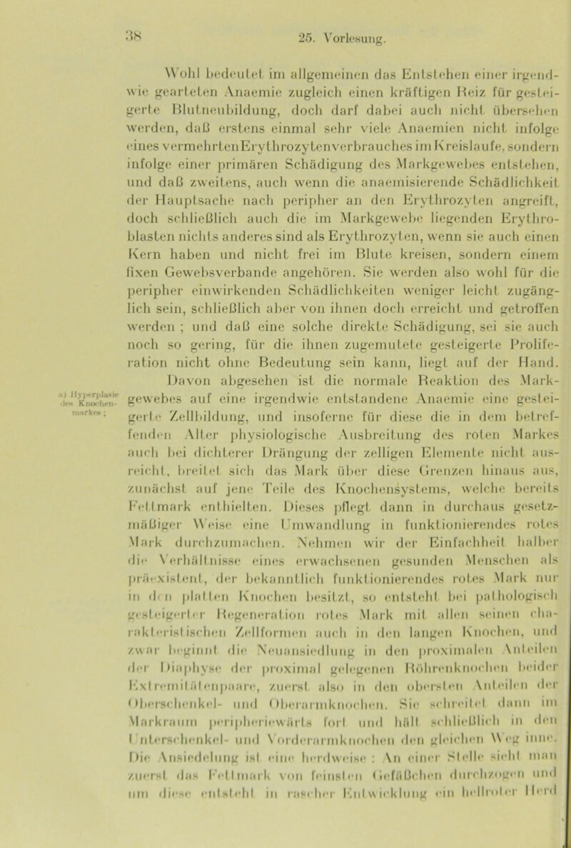 a) ilyperplasit* «!»■'* Knochen- marke»*; :is Wohl bedeutet im allgemeinen das Entstehen einer irgend- wie gearteten Anaemie zugleich einen kräftigen Heiz für gestei- gerte Blutneubildung, doch darf dabei auch nicht übersehen werden, daß erstens einmal sehr viele Anaemien nicht infolge eines vcrmehrtenErythrozytenverbrauches im Kreisläufe, sondern infolge einer primären Schädigung des Markgewebes entstehen, und daß zweitens, auch wenn die anaemisierende Schädlichkeit der Hauptsache nach peripher an den Erythrozyten angreift, doch schließlich auch die im Markgewebe liegenden Erythro- blasten nichts anderes sind als Erythrozyten, wenn sie auch einen Kern haben und nicht frei im Blute kreisen, sondern einem fixen Gewebsverbande angehören. Sie werden also wohl für die peripher einwirkenden Schädlichkeiten weniger leicht zugäng- lich sein, schließlich aber von ihnen doch erreicht und getroffen werden ; und daß eine solche direkte Schädigung, sei sie auch noch so gering, für die ihnen zugemutete gesteigerte Prolife- ration nicht ohne Bedeutung sein kann, liegt auf der Hand. Davon abgesehen ist die normale Reaktion des Mark- gewebes auf eine irgendwie entstandene Anaemie eine gestei- gerte Zellbildung, und insoferne für diese die in dem betref- fenden Alter physiologische Ausbreitung des roten Markes auch bei dichterer Drängung der zelligen Elemente nicht aus- reicht. breitet sich das Mark über diese Grenzen hinaus aus, zunächst auf jene Teile des Knochensystems, welche bereits Fettmark enthielten. Dieses pflegt dann in durchaus gesetz- mäßiger Weise eine Umwandlung in funktionierendes rotes Mark durchzumachen. Nehmen wir der Einfachheit halber di»- Verhältnisse eines erwachsenen gesunden Menschen als präexistenl, der bekanntlich funktionierendes rotes Mark nur in dm platten Knochen besitzt, so entsteht bei pathologisch gesteigerter Regeneration rotes Mark mit allen seinen cha- rakteristischen Zeitformen auch in den langen Knochen, und zwar beginnt die Neuansiedhmg in den proximalen \nteilen der Diaphvse der proximal gelegenen Röhrenknochen beider Extremitätenpaare, zuerst also in den obersten \nteilen der Oberschenkel- und Oberarmknochen. Sie schreitet dann im Markraum peripheriewärts fort und hält schließlich in den I nterschenkel- und Vordernrmknochen den gleichen Weg inne. Die \nsiedehmg ist eine herdweise: \n einer Stelle sieht man zuerst das Fett mark von feinsten Gefäßrhen durchzogen und um diese eidstehl in rascher Entwicklung ein hellroter Herd