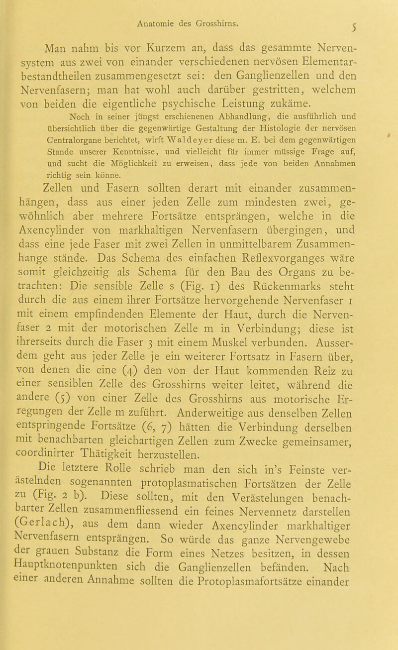 Man nahm bis vor Kurzem an, dass das gesammte Nerven- system aus zwei von einander verschiedenen nervösen Elenientar- bestandtheilen zusammengesetzt sei: den Ganglienzellen und den Nervenfasern; man hat wohl auch darüber gestritten, welchem von beiden die eigentliche psychische Leistung zukäme. Noch in seiner jüngst erschienenen Abhandlung, die ausführlich und übersichtlich über die gegenwärtige Gestaltung der Histologie der nervösen Centraiorgane berichtet, wirft Waldeyer diese m. E. bei dem gegenwärtigen Stande unserer Kenntnisse, und vielleicht für immer müssige Frage auf, und sucht die Möglichkeit zu erweisen, dass jede von beiden Annahmen richtig sein könne. Zellen und Fasern sollten derart mit einander zusammen- hängen, dass aus einer jeden Zelle zum mindesten zwei, ge- wöhnHch aber mehrere Fortsätze entsprängen, welche in die Axencylinder von markhaltigen Nervenfasern übergingen, und dass eine jede Faser mit zwei Zellen in unmittelbarem Zusammen- hange stände. Das Schema des einfachen Reflexvorganges wäre somit gleichzeitig als Schema für den Bau des Organs zu be- trachten: Die sensible Zelle s (Fig. i) des Rückenmarks steht durch die aus einem ihrer Fortsätze hervorgehende Nervenfaser i mit einem empfindenden Elemente der Haut, durch die Nerven- faser 2 mit der motorischen Zelle m in Verbindung; diese ist ihrerseits durch die Faser 3 mit einem Muskel verbunden. Ausser- dem geht aus jeder Zelle je ein weiterer Fortsatz in Fasern über, von denen die eine (4) den von der Haut kommenden Reiz zu einer sensiblen Zelle des Grosshirns weiter leitet, während die andere (5) von einer Zelle des Grosshirns aus motorische Er- regungen der Zelle m zuführt. Anderweitige aus denselben Zellen entspringende Fortsätze (6, 7) hätten die Verbindung derselben mit benachbarten gleichartigen Zellen zum Zwecke gemeinsamer, coordinirter Thätigkeit herzustellen. Die letztere Rolle schrieb man den sich in's Feinste ver- ästelnden sogenannten protoplasmatischen Fortsätzen der Zelle zu (Fig. 2 b). Diese sollten, mit den Verästelungen benach- barter Zellen zusammenfliessend ein feines Nervennetz darstellen (Gerlach), aus dem dann wieder Axencyhnder markhaltiger Nervenfasern entsprängen. So würde das ganze Nervengewebe der grauen Substanz die Form eines Netzes besitzen, in dessen Hauptknotenpunkten sich die Ganglienzellen befänden. Nach emer anderen Annahme sollten die Protoplasmafortsätze einander