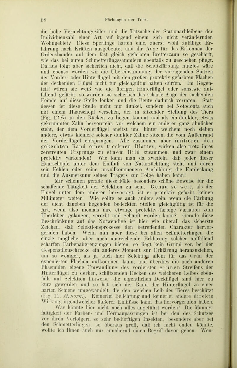 die hohe Vernichtungsziffer und die Tatsache des Stationärbleibens der Individuenzahl einer Art auf irgend einem sich nicht verändernden Wohngebiet? Diese Sperlinge hatten eine, zuerst wohl zufällige Er- fahrung nach Kräften ausgebeutet und ihr Auge für das Erkennen der Ordensbänder auf dem fast gleich gefärbten Bretterzaun so geschärft, wie das bei guten Schmetterlingssammlern ebenfalls zu geschehen pflegt. Daraus folgt aber sicherlich nicht, daß die Schutzfärbung nutzlos wäre und ebenso werden wir die Übereinstimmung der vorragenden Spitzen der Vorder- oder Hinterflügel mit den großen protektiv gefärbten Flächen der deckenden Flügel nicht für gleichgültig halten dürfen. Im Gegen- teil! wären sie weiß wie die übrigen Hinterflügel oder sonstwie auf- fallend gefärbt, so würden sie sicherlich das scharfe Auge der suchenden Feinde auf diese Stelle lenken und die Beute dadurch verraten. Statt dessen ist diese Stelle nicht nur dunkel, sondern bei Notodonta auch mit einem Haarschopf versehen, der in sitzender Stellung des Tiers (Fig. 12 B) an den Rücken zu liegen kommt und als ein dunkler, etwas gekrümmter Zahn hervorsteht, vor welchem ein anderer ganz ähnlicher steht, der dem Vorderflügel ansitzt und hinter welchem noch sieben andere, etwas kleinere solcher dunkler Zähne sitzen, die vom Außenrand der Vorderflügel entspringen. Alle zusammen aber imitieren den gekerbten Rand eines trocknen Blattes, wirken also trotz ihres zerstreuten Ursprungs zu einem Bild zusammen, und zwar einem protektiv wirkenden! Wie kann man da zweifeln, daß jeder dieser Haarschöpfe unter dem Einfluß von Naturzüchtung steht und durch sein Fehlen oder seine unvollkommenere Ausbildung die Entdeckung und die Ausmerzung seines Trägers zur Folge haben kann! Mir scheinen gerade diese Fälle besonders schöne Beweise für die schaffende Tätigkeit der Selektion zu sein. Genau so weit, als der Flügel unter dem anderen hervorragt, ist er protektiv gefärbt, keinen Millimeter weiter! Wie sollte es auch anders sein, wenn die Färbung der dicht daneben liegenden bedeckten Stellen gleichgültig ist für die Art. wenn also niemals ihre etwaige protektiv - farbige Variation zum Überleben gelangen, vererbt und gehäuft werden kann? Gerade diese Beschränkung auf das Notwendige ist hier wie überall das sicherste Zeichen, daß Selektionsprozesse den betreffenden Charakter hervor- gerufen haben. Wenn nun aber diese bei allen Schmetterlingen die einzig mögliche, aber auch ausreichende Erklärung solcher auffallend scharfen Farbenabgrenzungen bieten, so liegt kein Grund vor, bei der Gespenstheuschrecke ein anderes Moment zur Erklärung heranzuziehen, um so weniger, als ja auch hier Selektio^i allein für das Grün der exponierten Flächen aufkommen kann, und überdies die auch anderen Phasmiden eigene Umwandlung des vordersten grünen Streifens der Hinterflügel zu derben, schützenden Decken des weicheren Leibes eben- falls auf Selektion hinweist; die eigentlichen Deckflügel sind hier zu kurz geworden und so hat sich der Rand der Hinterflügel zu einer harten Schiene umgewandelt, die den weichen Leib des Tieres beschützt (Fig. 11, H. horn.). Keinerlei Belichtung und keinerlei andere direkte Wirkung irgendwelcher äußerer Einflüsse kann das hervorgerufen haben. Was könnte hier nicht noch alles angeführt werden! Die Mannig- faltigkeit der Farben- und Formanpassungen ist bei den des Schutzes vor ihren Verfolgern so sehr bedürftigen Insekten, besonders aber bei den Schmetterlingen, so überaus groß, daß ich nicht enden könnte, wollte ich Ihnen auch nur annähernd einen Begriff davon geben. Wen-