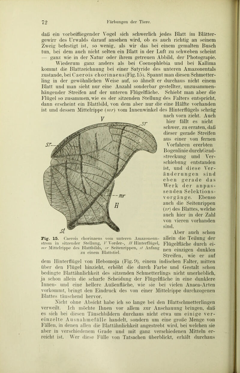 gewirr des Urwalds darauf ansehen wird, ob es auch richtig an seinem Zweig befestigt ist, so wenig, als wir das bei einem gemalten Busch tun, bei dem auch nicht selten ein Blatt in der Luft zu schweben scheint — ganz wie in der Natur oder ihrem getreuen Abbild, der Photograpie. Wiederum ganz anders als bei Coenophlebia und bei Kallima kommt die Blattzeichnung bei einer Satyride des unteren Amazonentals zustande, bei Caerois chorinaeus(Fig.l5). Spannt man diesen Schmetter- ling in der gewöhnlichen Weise auf, so ähnelt er durchaus nicht einem Blatt und man sieht nur eine Anzahl sonderbar gestellter, unzusammen- hängender Streifen auf der unteren Flügelfläche. Schiebt man aber die Flügel so zusammen, wie es der sitzenden Stellung des Falters entspricht, dann erscheint ein Blattbild, von dem aber nur die eine Hälfte vorhanden ist und dessen Mittelrippe {vir) vom Innenwinkel des Hinterflügels schräg ,, nach vorn zieht. Auch  hier fällt es nicht schwer, zu erraten, daß dieser gerade Streifen aus einer von fernen Vorfahren ererbten Bogenlinie durchGrad- streckung und Ver- schiebung entstanden ist, und diese Ver- ä n d e r u n g e n s i n d e b e n gerade das Werk der anpas- senden Selektions- vorgänge. Ebenso auch die Seitenrippen (.sr) des Blattes, welche auch hier in der Zahl von vieren vorhanden sind. Aber auch schon Figf. 15. Caerois chorinaeus vom unteren Amazonenn- allein die Teilung der ström in sitzender Stellung', V Vorder-, //Hinterflügel, Flügel fläche durch ei- wr Mittelrippe des Blattbilds ^ Seitenrippen, st Anfang ^einzigen dunklen Streiten, wie er auf dem Hinterflügel von Hebomoja (Fig. 9), einem indischen Falter, mitten über den Flügel hinzieht, erhöht die durch Farbe und Gestalt schon bedingte Blattähnlichkeit des sitzenden Schmetterlings nicht unerheblich, ja schon allein die scharfe Scheidung der Flügelfläche in eine dunklere Innen- und eine hellere Außenfläche, wie sie bei vielen Anaea-Arten vorkommt, bringt den Eindruck des von einer Mittelrippe durchzogenen Blattes täuschend hervor. Nicht ohne Absicht habe ich so lange bei den Blattschmetterlingen verweilt. Ich möchte Ihnen vor allem zur Anschauung bringen, daß es sich bei diesen Täuschbildern durchaus nicht etwa um einige ver- einzelte Ausnahmefälle handelt, sondern um eine große Menge von Fällen, in denen allen die Blattähnlichkeit angestrebt wird, bei welchen sie aber in verschiedenem Grade und mit ganz verschiedenen Mitteln er- reicht ist. Wer diese Fülle von Tatsachen überblickt, erhält durchaus