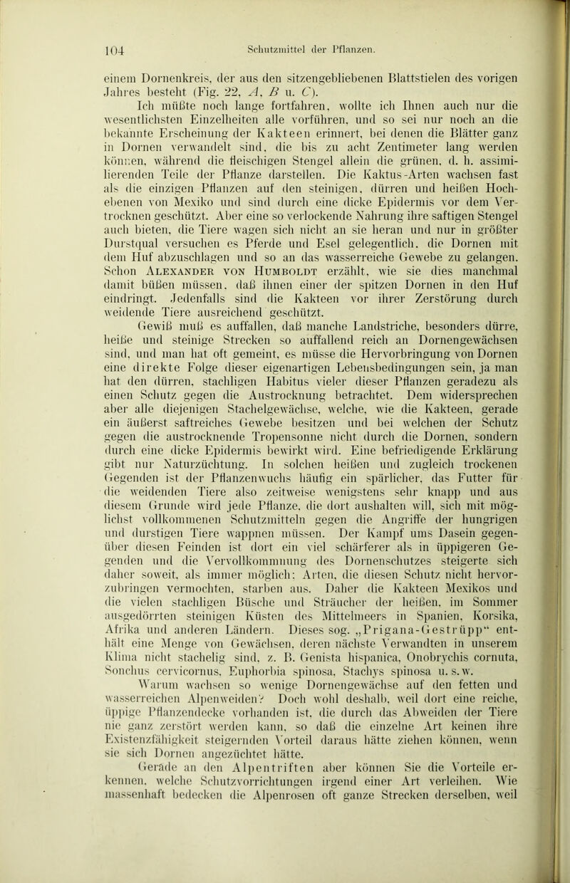 einem Dornenkreis, der aus den sitzengebliebenen Blattstielen des vorigen Jahres besteht (Fig. 22, A. B u. 6). Ich müßte noch lange fortfahren, wollte ich Ihnen auch nur die wesentlichsten Einzelheiten alle vorführen, und so sei nur noch an die bekannte Erscheinung der Kakteen erinnert, bei denen die Blätter ganz in Dornen verwandelt sind, die bis zu acht Zentimeter lang werden können, während die fleischigen Stengel allein die grünen, d. h. assimi- lierenden Teile der Pflanze darstellen. Die Kaktus-Arten wachsen fast als die einzigen Pflanzen auf den steinigen, dürren und heißen Hoch- ebenen von Mexiko und sind durch eine dicke Epidermis vor dem Ver- trocknen geschützt. Aber eine so verlockende Nahrung ihre saftigen Stengel auch bieten, die Tiere wagen sich nicht an sie heran und nur in größter Durstqual versuchen es Pferde und Esel gelegentlich, die Dornen mit dem Huf abzuschlagen und so an das wasserreiche Gewebe zu gelangen. Schon Alexander von Humboldt erzählt, wie sie dies manchmal damit büßen müssen, daß ihnen einer der spitzen Dornen in den Huf eindringt. Jedenfalls sind die Kakteen vor ihrer Zerstörung durch weidende Tiere ausreichend geschützt. Gewiß muß es auffallen, daß manche Landstriche, besonders dürre, heiße und steinige Strecken so auffallend reich an Dornengewäcbsen sind, und man hat oft gemeint, es müsse die Plervorbringung von Dornen eine direkte Folge dieser eigenartigen Lebensbedingungen sein, ja man hat den dürren, stachligen Habitus vieler dieser Pflanzen geradezu als einen Schutz gegen die Austrocknung betrachtet. Dem widersprechen aber alle diejenigen Stachelgewächse, welche, wie die Kakteen, gerade ein äußerst saftreiches Gewebe besitzen und bei welchen der Schutz gegen die austrocknende Tropensonne nicht durch die Dornen, sondern durch eine dicke Epidermis bewirkt wird. Eine befriedigende Erklärung gibt nur Naturzüchtung. In solchen heißen und zugleich trockenen Gegenden ist der Pflanzen wuchs häufig ein spärlicher, das Futter für die weidenden Tiere also zeitweise wenigstens sehr knapp und aus diesem Grunde wird jede Pflanze, die dort aushalten will, sich mit mög- lichst vollkommenen Schutzmitteln gegen die Angriffe der hungrigen und durstigen Tiere wappnen müssen. Der Kampf ums Dasein gegen- über diesen Feinden ist dort ein viel schärferer als in üppigeren Ge- genden und die Vervollkommnung des Dornenschutzes steigerte sich daher soweit, als immer möglich; Arten, die diesen Schutz nicht hervor- zubringen vermochten, starben aus. Daher die Kakteen Mexikos und die vielen stachligen Büsche und Sträucher der heißen, im Sommer ausgedörrten steinigen Küsten des Mittelmeers in Spanien, Korsika, Afrika und anderen Ländern. Dieses sog. „Prigana-Gestrüpp“ ent- hält eine Menge von Gewächsen, deren nächste Verwandten in unserem Klima nicht stachelig sind, z. B. Genista hispanica, Onobrychis cornuta, Sonchus cervicornus. Euphorbia spinosa, Stachys spinosa u. s.w. Warum wachsen so wenige Dornengewächse auf den fetten und wasserreichen Alpen weiden V Doch wohl deshalb, weil dort eine reiche, üppige Pflanzendecke vorhanden ist, die durch das Abweiden der Tiere nie ganz zerstört werden kann, so daß die einzelne Art keinen ihre Existenzfähigkeit steigernden Vorteil daraus hätte ziehen können, wenn sie sich Dornen angezüchtet hätte. Gerade an den Alpen triften aber können Sic die Vorteile er- kennen. welche Schutzvorrichtungen irgend einer Art verleihen. Wie massenhaft bedecken die Alpenrosen oft ganze Strecken derselben, weil