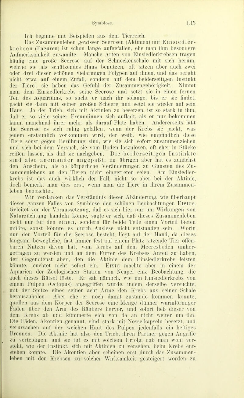 Ich beginne mit Beispielen aus dem Tierreich. Das Zusammenleben gewisser Seerosen (Aktinien) mit Einsiedler- krebsen (Paguren) ist schon lange aufgefallen, ehe man ihm besondere Aufmerksamkeit zuwandte. Manche Arten von Einsiedlerkrebsen tragen häufig eine große Seerose auf der Schnecken schale mit sich herum, welche sie als schützendes Haus benutzen, oft sitzen aber auch zwei oder drei dieser schönen vielarmigen Polypen auf ihnen, und das beruht nicht etwa auf einem Zufall, sondern auf dem beiderseitigen Instinkt der Tiere; sie haben das Gefühl der Zusammengehörigkeit, Nimmt man dem Einsiedlerkrebs seine Seerose und setzt sie in einen fernen Teil des Aquariums, so sucht er nach ihr solange, bis er sie findet, packt sie dann mit seiner großen Scheere und setzt sie wieder auf sein Haus. Ja der Trieb, sich mit Aktinien zu besetzen, ist so stark in ihm, daß er so viele seiner Freundinnen sich auflädt, als er nur bekommen kann, manchmal ihrer mehr, als darauf Platz haben. Andererseits läßt die Seerose es sich ruhig gefallen, wenn der Krebs sie packt, was jedem erstaunlich Vorkommen wird, der weiß, wie empfindlich diese Tiere sonst gegen Berührung sind, wie sie sich sofort zusammenziehen und sich bei dem Versuch, sie vom Boden loszulösen, oft eher in Stücke reißen lassen, als daß sie nachgeben. Die beiderseitigen Instinkte sind also aneinander angepaßt; im übrigen aber hat es zunächst den Anschein, als ob körperliche Veränderungen zu Gunsten des Zu- sammenlebens an den Tieren nicht eingetreten seien. Am Einsiedler- krebs ist das auch wirklich der Fall, nicht so aber bei der Aktinie, doch bemerkt man dies erst, wenn man die Tiere in ihrem Zusammen- leben beobachtet. Wir verdanken das Verständnis dieser Abänderung, wie überhaupt dieses ganzen Falles von Symbiose den schönen Beobachtungen Eisigs. Geleitet von der Voraussetzung, daß es sich hier nur um Wirkungen von Naturzüchtung handeln könne, sagte er sich, daß dieses Zusammenleben nicht nur für den einen, sondern für beide Teile einen Vorteil bieten müßte, sonst könnte es durch Auslese nicht entstanden sein. Worin nun der Vorteil für die Seerose besteht, liegt auf der Hand, da dieses langsam bewegliche, fast immer fest auf einem Platz sitzende Tier offen- baren Nutzen davon hat, vom Krebs auf dem Meeresboden umher- getragen zu werden und an dem Futter des Krebses Anteil zu haben, der Gegendienst aber, den die Aktinie dem Einsiedlerkrebs leisten könnte, leuchtet nicht sofort ein. Eisig machte aber in einem der Aquarien der Zoologischen Station von Neapel eine Beobachtung, die auch dieses Rätsel löste. Er sah nämlich, wie ein Einsiedlerkrebs von einem Pulpen (Octopus) angegriffen wurde, indem derselbe versuchte, mit der Spitze eines seiner acht Arme den Krebs aus seiner Schale herauszuholen. Aber ehe er noch damit zustande kommen konnte, quollen aus dem Körper der Seerose eine Menge dünner wurmförmiger Fäden über den Arm des Räubers hervor, und sofort ließ dieser von dem Krebs ab und kümmerte sich von da an nicht weiter um ihn. Die Fäden, Akontien genannt, sind stark mit Nesselkapseln besetzt, und verursachen auf der weichen Haut des Pulpen jedenfalls ein heftiges Brennen. Die Aktinie hat also den Trieb, ihren Partner gegen Angriffe zu verteidigen, und sie tut es mit solchem Erfolg, daß man wohl ver- steht, wie der Instinkt, sich mit Aktinien zu versehen, beim Krebs ent- stehen konnte. Die Akontien aber scheinen erst durch das Zusammen- leben mit den Krebsen zu solcher Wirksamkeit gesteigert worden zu