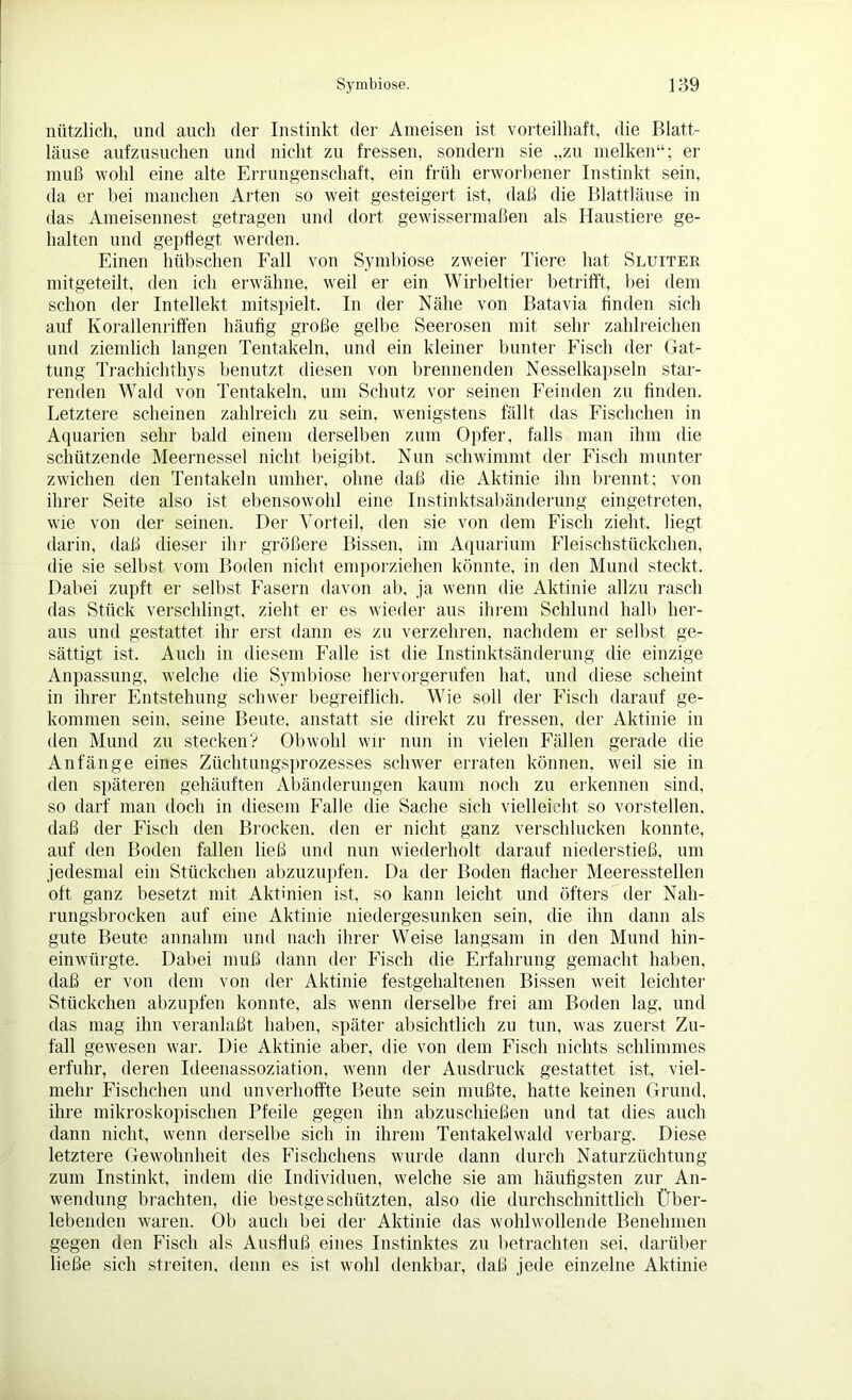 nützlich, und auch der Instinkt der Ameisen ist vorteilhaft, die Blatt- läuse aufzusuchen und nicht zu fressen, sondern sie „zu melken“; er muß wohl eine alte Errungenschaft, ein früh erworbener Instinkt sein, da er bei manchen Arten so weit gesteigert ist, daß die Blattläuse in das Ameisennest getragen und dort gewissermaßen als Haustiere ge- halten und gepflegt werden. Einen hübschen Fall von Symbiose zweier Tiere hat Sluiter mitgeteilt, den ich erwähne, weil er ein Wirbeltier betrifft, bei dem schon der Intellekt mitspielt. In der Nähe von Batavia finden sich auf Korallenriffen häufig große gelbe Seerosen mit sehr zahlreichen und ziemlich langen Tentakeln, und ein kleiner bunter Fisch der Gat- tung Trachichthys benutzt diesen von brennenden Nesselkapseln star- renden Wald von Tentakeln, um Schutz vor seinen Feinden zu finden. Letztere scheinen zahlreich zu sein, wenigstens fällt das Fischchen in Aquarien sehr bald einem derselben zum Opfer, falls man ihm die schützende Meernessel nicht beigibt. Nun schwimmt der Fisch munter zwichen den Tentakeln umher, ohne daß die Aktinie ihn brennt; von ihrer Seite also ist ebensowohl eine Instinktsabänderung eingetreten, wie von der seinen. Der Vorteil, den sie von dem Fisch zieht, liegt darin, daß dieser ihr größere Bissen, im Aquarium Fleischstückchen, die sie selbst vom Boden nicht emporziehen könnte, in den Mund steckt. Dabei zupft er selbst Fasern davon ab, ja wenn die Aktinie allzu rasch das Stück verschlingt, zieht er es wieder aus ihrem Schlund halb her- aus und gestattet ihr erst dann es zu verzehren, nachdem er selbst ge- sättigt ist. Auch in diesem Falle ist die Instinktsänderung die einzige Anpassung, welche die Symbiose hervorgerufen hat, und diese scheint in ihrer Entstehung schwer begreiflich. Wie soll der Fisch darauf ge- kommen sein, seine Beute, anstatt sie direkt zu fressen, der Aktinie in den Mund zu stecken? Obwohl wir nun in vielen Fällen gerade die Anfänge eines Züchtungsprozesses schwer erraten können, weil sie in den späteren gehäuften Abänderungen kaum noch zu erkennen sind, so darf man doch in diesem Falle die Sache sich vielleicht so vorstellen, daß der Fisch den Brocken, den er nicht ganz verschlucken konnte, auf den Boden fallen ließ und nun wiederholt darauf niederstieß, um jedesmal ein Stückchen abzuzupfen. Da der Boden flacher Meeresstellen oft ganz besetzt mit Akthiien ist, so kann leicht und öfters der Nah- rungsbrocken auf eine Aktinie niedergesunken sein, die ihn dann als gute Beute annahm und nach ihrer Weise langsam in den Mund hin- einwürgte. Dabei muß dann der Fisch die Erfahrung gemacht haben, daß er von dem von der Aktinie festgehaltenen Bissen weit leichter Stückchen abzupfen konnte, als wenn derselbe frei am Boden lag, und das mag ihn veranlaßt haben, später absichtlich zu tun, was zuerst Zu- fall gewesen war. Die Aktinie aber, die von dem Fisch nichts schlimmes erfuhr, deren Ideenassoziation, wenn der Ausdruck gestattet ist, viel- mehr Fischchen und unverhoffte Beute sein mußte, hatte keinen Grund, ihre mikroskopischen Pfeile gegen ihn abzuschießen und tat dies auch dann nicht, wenn derselbe sich in ihrem Tentakelwald verbarg. Diese letztere Gewohnheit des Fischchens wurde dann durch Naturzüchtung zum Instinkt, indem die Individuen, welche sie am häufigsten zur An- wendung brachten, die bestgeschützten, also die durchschnittlich Über- lebenden waren. Ob auch bei der Aktinie das wohlwollende Benehmen gegen den Fisch als Ausfluß, eines Instinktes zu betrachten sei, darüber ließe sich streiten, denn es ist wohl denkbar, daß jede einzelne Aktinie