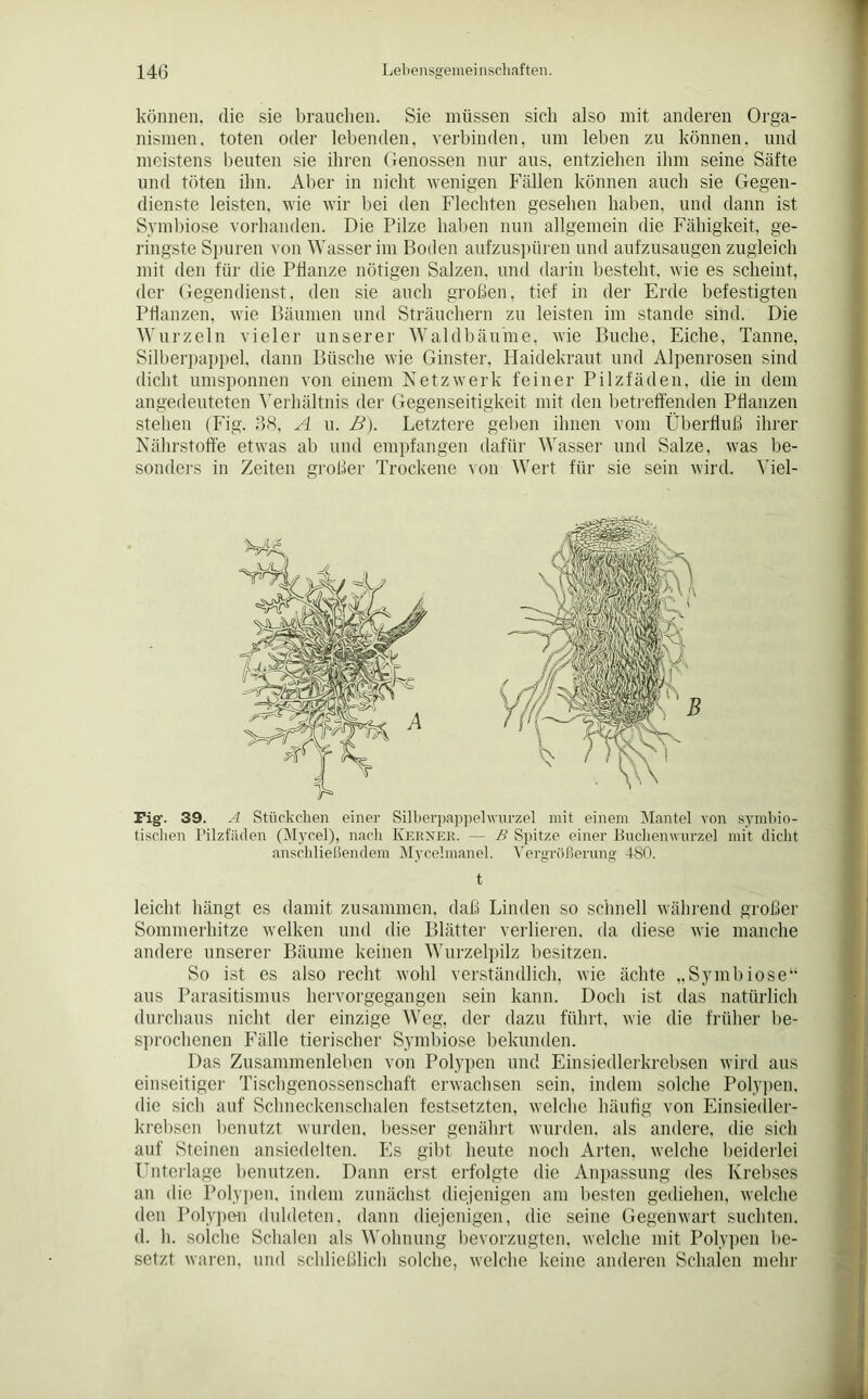 können, die sie brauchen. Sie müssen sich also mit anderen Orga- nismen, toten oder lebenden, verbinden, um leben zu können, und meistens beuten sie ihren Genossen nur aus, entziehen ihm seine Säfte und töten ihn. Aber in nicht wenigen Fällen können auch sie Gegen- dienste leisten, wie wir bei den Flechten gesehen haben, und dann ist Symbiose vorhanden. Die Pilze haben nun allgemein die Fähigkeit, ge- ringste Spuren von Wasser im Boden aufzuspüren und aufzusaugen zugleich mit den für die Pflanze nötigen Salzen, und darin besteht, wie es scheint, der Gegendienst, den sie auch großen, tief in der Erde befestigten Pflanzen, wie Bäumen und Sträuchern zu leisten im stände sind. Die Wurzeln vieler unserer Wald bäume, wie Buche, Eiche, Tanne, Silberpappel, dann Büsche wie Ginster, Haidekraut und Alpenrosen sind dicht umsponnen von einem Netzwerk feiner Pilzfäden, die in dem angedeuteten Verhältnis der Gegenseitigkeit mit den betreffenden Pflanzen stellen (Fig. 38, A u. B). Letztere geben ihnen vom Überfluß ihrer Nährstoffe etwas ab und empfangen dafür Wasser und Salze, was be- sonders in Zeiten großer Trockene von Wert für sie sein wird. Viel- Tig. 39. A Stückchen einer Silberpappelwurzel mit einem Mantel von symbio- tischen l’ilzfüden (Mycel), nach Kerner. — B Spitze einer Buchenwurzel mit dicht anschließendem Mycelmanel. Vergrößerung 480. t leicht hängt es damit zusammen, daß Linden so schnell während großer Sommerhitze welken und die Blätter verlieren, da diese wie manche andere unserer Bäume keinen Wurzelpilz besitzen. So ist es also recht wohl verständlich, wie ächte „Symbiose“ aus Parasitismus hervorgegangen sein kann. Doch ist das natürlich durchaus nicht der einzige Weg, der dazu führt, wie die früher be- sprochenen Fälle tierischer Symbiose bekunden. Das Zusammenleben von Polypen und Einsiedlerkrebsen wird aus einseitiger Tischgenossenschaft erwachsen sein, indem solche Polypen, die sich auf Schneckenschalen festsetzten, welche häufig von Einsiedler- krebsen benutzt wurden, besser genährt wurden, als andere, die sich auf Steinen ansiedelten. Es gibt heute noch Arten, welche beiderlei Unterlage benutzen. Dann erst erfolgte die Anpassung des Krebses an die Polypen, indem zunächst diejenigen am besten gediehen, welche den Polypen duldeten, dann diejenigen, die seine Gegenwart suchten, d. h. solche Schalen als Wohnung bevorzugten, welche mit Polypen be- setzt waren, und schließlich solche, welche keine anderen Schalen mehr