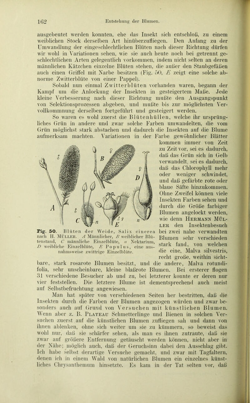 ausgebeutet werden konnten, ehe das Insekt sich entschloß, zu einem weiblichen Stock derselben Art hinüberzufliegen. Den Anfang zu der Umwandlung der eingeschlechtlichen Blüten nach dieser Richtung dürfen wir wohl in Variationen sehen, wie sie auch heute noch bei getrennt ge- schlechtlichen Arten gelegentlich Vorkommen, indem nicht selten an deren männlichen Kätzchen einzelne Blüten stehen, die außer den Staubgefäßen auch einen Griffel mit Narbe besitzen (Fig. 50, E zeigt eine solche ab- norme Zwitterblüte von einer Pappel). Sobald nun einmal Zwitterblüten vorhanden waren, begann der Kampf um die Anlockung der Insekten in gesteigertem Maße. Jede kleine Verbesserung nach dieser Richtung mußte den Ausgangspunkt von Selektionsprozessen abgeben, und mußte bis zur möglichsten Ver- vollkommnung derselben fortgeführt und gesteigert werden. So waren es wohl zuerst die Blütenhüllen, welche ihr ursprüng- liches Grün in andere und zwar solche Farben umwandelten, die vom Grün möglichst stark ab stachen und dadurch die Insekten auf die Blume aufmerksam machten. Variationen in der Farbe gewöhnlicher Blätter kommen immer von Zeit zu Zeit vor, sei es dadurch, daß das Grün sich in Gelb verwandelt, sei es dadurch, daß das Chlorophyll mehr oder weniger schwindet, und daß gefärbte rote oder blaue Säfte hinzukommen. Ohne Zweifel können viele Insekten Farben sehen und durch die Größe farbiger Blumen angelockt werden, wie denn Hermann Mül- ler den Insektenbesuch Fig\ 50. Blüten der Weide, Salix cinerea bei zwei nahe verwandten nach It. Müller. A .Männlicher, E weiblicher Blli- Blumen sehr verschieden stark fand, von welchen tenstand, C männliche Einzelblüte, n Nektarium, D weibliche Einzelblüte, E Populus, eine aus nalnnsweise zwittrige Einzelblüte. die eine. Malva silvestris, recht große, weithin sicht- bare. stark rosarote Blumen besitzt, und die andere, Malva rotundi- folia, sehr unscheinbare, kleine blaßrote Blumen. Bei ersterer flogen 31 verschiedene Besucher ab und zu, bei letzterer konnte er deren nur vier feststellen. Die letztere Blume ist dementsprechend auch meist auf Selbstbefruchtung angewiesen. Man hat später von verschiedenen Seiten her bestritten, daß die Insekten durch die Farben der Blumen angezogen würden und zwar be- sonders auch auf Grund von Versuchen mit künstlichen Blumen. 'Wenn aber z. B. Plateau Schmetterlinge und Bienen in solchen Ver- suchen zuerst auf die künstlichen Blumen zufliegen sah und dann von ihnen ablenken, ohne sich weiter um sie zu kümmern, so beweist das wohl nur, daß sie schärfer sehen, als man es ihnen zutraute, daß sie zwar auf größere Entfernung getäuscht werden können, nicht aber in der Nähe; möglich auch, daß der Geruchsinn dabei den Ausschlag gibt. Ich habe selbst derartige Versuche gemacht, und zwar mit Tagfaltern, denen ich in einem Wald von natürlichen Blumen ein einzelnes künst- liches Chrysanthemum hinsetzte. Es kam in der Tat selten vor, daß