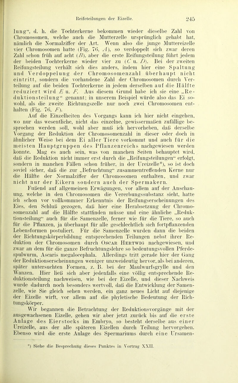 lung“, d. h. die Tochterkerne bekommen wieder dieselbe Zahl von Chromosomen, welche auch die Mutterzelle ursprünglich gehabt hat, nämlich die Normalziffer der Art. Wenn also die junge Muttereizelle vier Chromosomen hatte (Fig. 76, A), so verdoppelt sich zwar deren Zahl schon früh auf acht (B). aber die erste Reifungsteilung führt jedem der beiden Tochterkerne wieder vier zu (C u. D). Bei der zweiten Reifungsteilung verhält sich dies anders, indem hier eine Spaltung und Verdoppelung der Chromosomenzahl überhaupt nicht ein tritt, sondern die vorhandene Zahl der Chromosomen durch Ver- teilung auf die beiden Tochterkerne in jedem derselben auf die Hälfte reduziert wird E u. F. Aus diesem Grund habe ich sie eine ,.Re- duktionsteilung“ genannt; in unserem Beispiel würde also das Ei so- wohl. als die zweite Richtungszelle nur noch zwei Chromosomen ent- halten (Fig. 76, F). Auf die Einzelheiten des Vorgangs kann ich hier nicht eingehen, wo nur das wesentliche, nicht das einzelne, gewissermaßen zufällige be- sprochen werden soll, wohl aber muß ich hervorheben, daß derselbe Vorgang der Reduktion der Chromosomenzahl in dieser oder doch in ähnlicher Weise bei dem Ei aller Tiere vorkommt und auch für die meisten Hauptgruppen des Pflanzenreichs nachgewiesen werden konnte. Mag es auch sein, was von manchen Seiten behauptet wird, daß die Reduktion nicht immer erst durch die „Reifungsteilungen“ erfolgt, sondern in manchen Fällen schon früher, in der Ureizelle*), so ist doch soviel sicher, daß die zur „Befruchtung“ zusammentreffenden Kerne nur die Hälfte der Normalziffer der Chromosomen enthalten, und zwar nicht nur der Eikern sondern auch der Spermakern. Fußend auf allgemeinen Erwägungen, vor allem auf der Anschau- ung, welche in den Chromosomen die Vererbungssubstanz sieht, hatte ich schon vor vollkonunner Erkenntnis der Reifungserscheinungen des Eies, den Schluß gezogen, daß hier eine Herabsetzung der Chromo- somenzahl auf die Hälfte stattfinden müsse und eine ähnliche „Reduk- tionsteilung“ auch für die Samenzelle, ferner wie für die Tiere, so auch für die Pflanzen, ja überhaupt für alle geschlechtlich sich fortpflanzenden Lebensformen postuliert. Für die Samenzelle wurden dann die beiden der Richtungskörperbildung entsprechenden Teilungen nebst ihrer Re- duktion der Chromosomen durch Oscar Hertwig nachgewiesen, und zwar an dem für die ganze Befruchtungslehre so bedeutungsvollen Pferde- spulwurm, Ascaris megalocephala. Allerdings tritt gerade hier der Gang der Reduktionserscheinungen weniger unzweideutig hervor, als bei anderen, später untersuchten Formen, z. B. bei der Maulwurfsgrylle und den Wanzen. Hier ließ sich aber jedenfalls eine völlig entsprechende Re- duktionsteilung nachweisen, wie bei der Eizelle, und dieser Nachweis wurde dadurch noch besonders wertvoll, daß die Entwicklung der Samen- zelle, wie Sie gleich sehen werden, ein ganz neues Licht auf diejenige der Eizelle wirft, vor allem auf die phyletische Bedeutung der Rich- tungskörper. Wir begannen die Betrachtung der Reduktionsvorgänge mit der ausgewachsenen Eizelle, gehen wir aber jetzt zurück bis auf die erste Anlage des Eierstocks im Embryo, so besteht derselbe aus einer Ureizelle, aus der alle späteren Eizellen durch Teilung hervorgehen. Ebenso wird die erste Anlage des Spermariums durch eine Ursamen- *) Siehe die Besprechung dieses Punktes in Vortrag XXII.