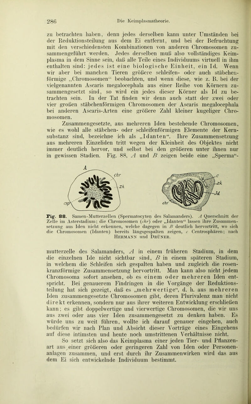 zu betrachten haben, denn jedes derselben kann unter Umständen bei der Reduktionsteilung aus dem Ei entfernt, und bei der Befruchtung mit den verschiedensten Kombinationen von anderen Chromosomen zu- sammengeführt werden. Jedes derselben muß also vollständiges Keim- plasma in dem Sinne sein, daß alle Teile eines Individuums virtuell in ihm enthalten sind: jedes ist eine biologische Einheit, ein Id. Wenn wir aber bei manchen Tieren größere schleifen- oder auch stäbchen- förmige „Chromosomen“ beobachten, und wenn diese, wie z. B. bei der vielgenannten Ascaris megalocephala aus einer Reihe von Körnern zu- sammengesetzt sind, so wird ein jedes dieser Körner als Id zu be- trachten sein. In der Tat finden wir denn auch statt der zwei oder vier großen stäbchenförmigen Chromosomen der Ascaris megalocephala bei anderen Ascaris-Arten eine größere Zahl kleiner kugeliger Chro- mosomen. Zusammengesetzte, aus mehreren Iden bestehende Chromosomen, wie es wohl alle Stäbchen- oder schleifenförmigen Elemente der Kern- substanz sind, bezeichne ich als „Idanten“. Ihre Zusammensetzung aus mehreren Einzeliden tritt wegen der Kleinheit des Objektes nicht immer deutlich hervor, und selbst bei den größeren unter ihnen nur in gewissen Stadien. Fig. 88, A und B zeigen beide eine „Sperma“- Fig\ 88. Samen-Mutterzellen (Spermatocyten des Salamanders). A Querschnitt der Zelle im Asterstadium; die Chromosomen {ehr) oder „Idanten“ lassen ihre Zusammen- setzung aus Iden nicht erkennen, welche dagegen in B deutlich hervortritt, wo sich die Chromosomen (Idanten) bereits längsgespalten zeigen, c Centrosphären; nach Hermann und Drüner. mutterzelle des Salamanders, A in einem früheren Stadium, in dem die einzelnen Ide nicht sichtbar sind, B in einem späteren Stadium, in welchem die Schleifen sich gespalten haben und zugleich die rosen- kranzförmige Zusammensetzung hervortritt. Man kann also nicht jedem Chromosoma sofort ansehen, ob es einem oder mehreren Iden ent- spricht. Bei genauerem Findringen in die Vorgänge der Reduktions- teilung hat sich gezeigt, daß es „mehrwertige“, d. h. aus mehreren Iden zusammengesetzte Chromosomen gibt, deren Plurivalenz man nicht direkt erkennen, sondern nur aus ihrer weiteren Entwicklung erschließen kann; es gibt doppelwertige und vierwertige Chromosomen, die wir uns aus zwei oder aus vier Iden zusammengesetzt zu denken haben. Es würde uns zu weit führen, wollte ich darauf genauer eingehen, auch bedürfen wir nach Plan und Absicht dieser Vorträge eines Eingehens auf diese intimsten und heute noch umstrittenen Verhältnisse nicht. So setzt sich also das Keimplasma einer jeden Tier- und Pflanzen- art aus einer größeren oder geringeren Zahl von Iden oder Personen- anlagen zusammen, und erst durch ihr Zusammenwirken wird das aus dem Ei sich entwickelnde Individuum bestimmt.