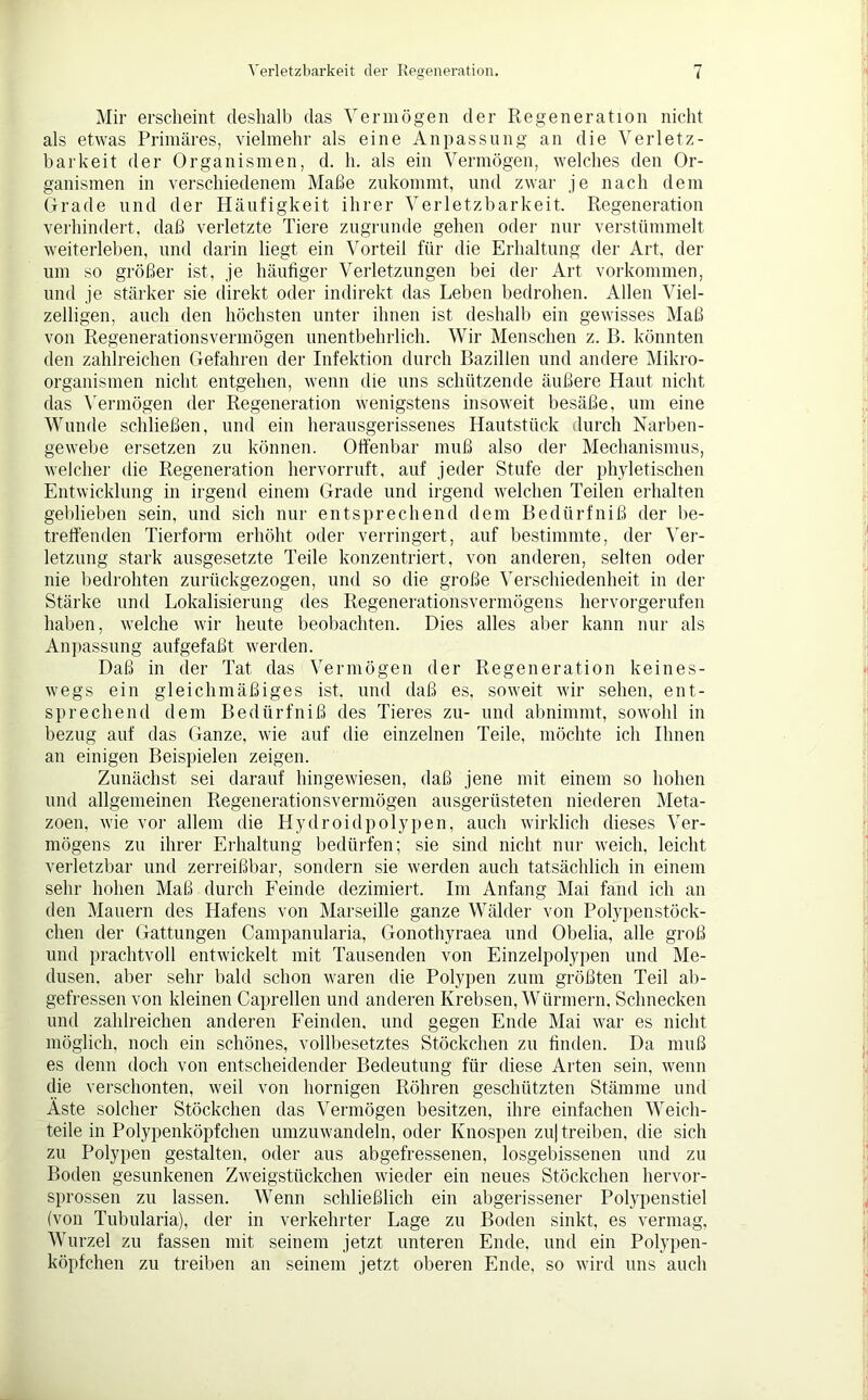 Mir erscheint deshalb das Vermögen der Regeneration nicht als etwas Primäres, vielmehr als eine Anpassung an die Verletz- barkeit der Organismen, d. h. als ein Vermögen, welches den Or- ganismen in verschiedenem Maße zukommt, und zwar je nach dem Grade und der Häufigkeit ihrer Verletzbarkeit. Regeneration verhindert, daß verletzte Tiere zugrunde gehen oder nur verstümmelt weiterleben, und darin liegt ein Vorteil für die Erhaltung der Art. der um so größer ist, je häufiger Verletzungen bei der Art Vorkommen, und je stärker sie direkt oder indirekt das Leben bedrohen. Allen Viel- zelligen, auch den höchsten unter ihnen ist deshalb ein gewisses Maß von Regenerationsvermögen unentbehrlich. Wir Menschen z. B. könnten den zahlreichen Gefahren der Infektion durch Bazillen und andere Mikro- organismen nicht entgehen, wenn die uns schützende äußere Haut nicht das Vermögen der Regeneration wenigstens insoweit besäße, um eine Wunde schließen, und ein herausgerissenes Hautstück durch Narben- gewebe ersetzen zu können. Offenbar muß also der Mechanismus, welcher die Regeneration hervorruft, auf jeder Stufe der phyletischen Entwicklung in irgend einem Grade und irgend welchen Teilen erhalten geblieben sein, und sich nur entsprechend dem Bedürfniß der be- treffenden Tierform erhöht oder verringert, auf bestimmte, der Ver- letzung stark ausgesetzte Teile konzentriert, von anderen, selten oder nie bedrohten zurückgezogen, und so die große Verschiedenheit in der Stärke und Lokalisierung des Regenerationsvermögens hervorgerufen haben, welche wir heute beobachten. Dies alles aber kann nur als Anpassung aufgefaßt werden. Daß in der Tat das Vermögen der Regeneration keines- wegs ein gleichmäßiges ist. und daß es, soweit wir sehen, ent- sprechend dem Bedürfniß des Tieres zu- und abnimmt, sowohl in bezug auf das Ganze, wie auf die einzelnen Teile, möchte ich Ihnen an einigen Beispielen zeigen. Zunächst sei darauf hingewiesen, daß jene mit einem so hohen und allgemeinen Regenerationsvermögen ausgerüsteten niederen Meta- zoen, wie vor allem die Hydroidpolypen, auch wirklich dieses Ver- mögens zu ihrer Erhaltung bedürfen; sie sind nicht nur weich, leicht verletzbar und zerreißbar, sondern sie werden auch tatsächlich in einem sehr hohen Maß durch Feinde dezimiert. Im Anfang Mai fand ich an den Mauern des Hafens von Marseille ganze Wälder von Polypenstöck- chen der Gattungen Campanularia, Gonothyraea und Obelia, alle groß und prachtvoll entwickelt mit Tausenden von Einzelpolypen und Me- dusen. aber sehr bald schon waren die Polypen zum größten Teil ab- gefressen von kleinen Caprellen und anderen Krebsen, Würmern, Schnecken und zahlreichen anderen Feinden, und gegen Ende Mai war es nicht möglich, noch ein schönes, vollbesetztes Stückchen zu finden. Da muß es denn doch von entscheidender Bedeutung für diese Arten sein, wenn die verschonten, weil von hornigen Röhren geschützten Stämme und Äste solcher Stöckchen das Vermögen besitzen, ihre einfachen Weich- teile in Polypenköpfchen umzuwandeln, oder Knospen zu| treiben, die sich zu Polypen gestalten, oder aus abgefressenen, losgebissenen und zu Boden gesunkenen Zweigstückchen wieder ein neues Stöckchen hervor- sprossen zu lassen. Wenn schließlich ein abgerissener Polypenstiel (von Tubularia), der in verkehrter Lage zu Boden sinkt, es vermag, Wurzel zu fassen mit seinem jetzt unteren Ende, und ein Polypen- köpfchen zu treiben an seinem jetzt oberen Ende, so wird uns auch