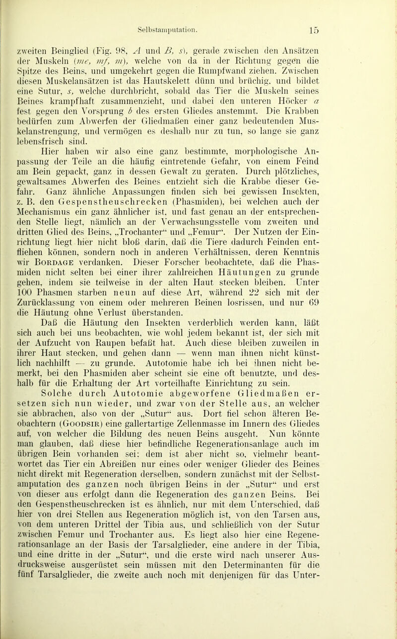 zweiten Beinglied (Fig. 98, A und B, s), gerade zwischen den Ansätzen der Muskeln (nie, mf, m), welche von da in der Richtung gegen die Spitze des Beins, und umgekehrt gegen die Rumpfwand ziehen. Zwischen diesen Muskelansätzen ist das Hautskelett dünn und brüchig, und bildet eine Sutur, s, welche durchbricht, sobald das Tier die Muskeln seines Beines krampfhaft zusammenzieht, und dabei den unteren Höcker a fest gegen den Vorsprung b des ersten Gliedes anstemmt. Die Krabben bedürfen zum Abwerfen der Gliedmaßen einer ganz bedeutenden Mus- kelanstrengung, und vermögen es deshalb nur zu tun, so lange sie ganz lebensfrisch sind. Hier haben wir also eine ganz bestimmte, morphologische An- passung der Teile an die häufig eintretende Gefahr, von einem Feind am Bein gepackt, ganz in dessen Gewalt zu geraten. Durch plötzliches, gewaltsames Abwerfen des Beines entzieht sich die Krabbe dieser Ge- fahr. Ganz ähnliche Anpassungen finden sich bei gewissen Insekten, z. B. den Gespenst heu sehr ecken (Phasmiden), bei welchen auch der Mechanismus ein ganz ähnlicher ist, und fast genau an der entsprechen- den Stelle liegt, nämlich an der Verwachsungsstelle vom zweiten und dritten Glied des Beins, „Trochanter“ und „Femur“. Der Nutzen der Ein- richtung liegt hier nicht bloß darin, daß die Tiere dadurch Feinden ent- fliehen können, sondern noch in anderen Verhältnissen, deren Kenntnis wir Bordage verdanken. Dieser Forscher beobachtete, daß die Phas- miden nicht selten bei einer ihrer zahlreichen Häutungen zu gründe gehen, indem sie teilweise in der alten Haut stecken bleiben. Unter 100 Phasmen starben neun auf diese Art, während 22 sich mit der Zurücklassung von einem oder mehreren Beinen losrissen, und nur 69 die Häutung ohne Verlust überstanden. Daß die Häutung den Insekten verderblich werden kann, läßt sich auch bei uns beobachten, wie wohl jedem bekannt ist, der sich mit der Aufzucht von Raupen befaßt hat. Auch diese bleiben zuweilen in ihrer Haut stecken, und gehen dann — wenn man ihnen nicht künst- lich nachhilft — zu gründe. Autotomie habe ich bei ihnen nicht be- merkt, bei den Phasmiden aber scheint sie eine oft benutzte, und des- halb für die Erhaltung der Art vorteilhafte Einrichtung zu sein. Solche durch Autotomie abgeworfene Gliedmaßen er- setzen sich nun wieder, und zwar von der Stelle aus. an welcher sie abbrachen, also von der „Sutur“ aus. Dort fiel schon älteren Be- obachtern (Goodsir) eine gallertartige Zellenmasse im Innern des Gliedes auf, von welcher die Bildung des neuen Beins ausgeht. Nun könnte man glauben, daß diese hier befindliche Regenerationsanlage auch im übrigen Bein vorhanden sei: dem ist aber nicht so, vielmehr beant- wortet das Tier ein Abreißen nur eines oder weniger Glieder des Beines nicht direkt mit Regeneration derselben, sondern zunächst mit der Selbst- amputation des ganzen noch übrigen Beins in der „Sutur“ und erst von dieser aus erfolgt dann die Regeneration des ganzen Beins. Bei den Gespensthenschrecken ist es ähnlich, nur mit dem Unterschied, daß hier von drei Stellen aus Regeneration möglich ist, von den Tarsen aus, von dem unteren Drittel der Tibia aus, und schließlich von der Sutur zwischen Femur und Trochanter aus. Es liegt also hier eine Regene- rationsanlage an der Basis der Tarsalglieder, eine andere in der Tibia, und eine dritte in der „Sutur“, und die erste wird nach unserer Aus- drucksweise ausgerüstet sein müssen mit den Determinanten für die fünf Tarsalglieder, die zweite auch noch mit denjenigen für das Unter-