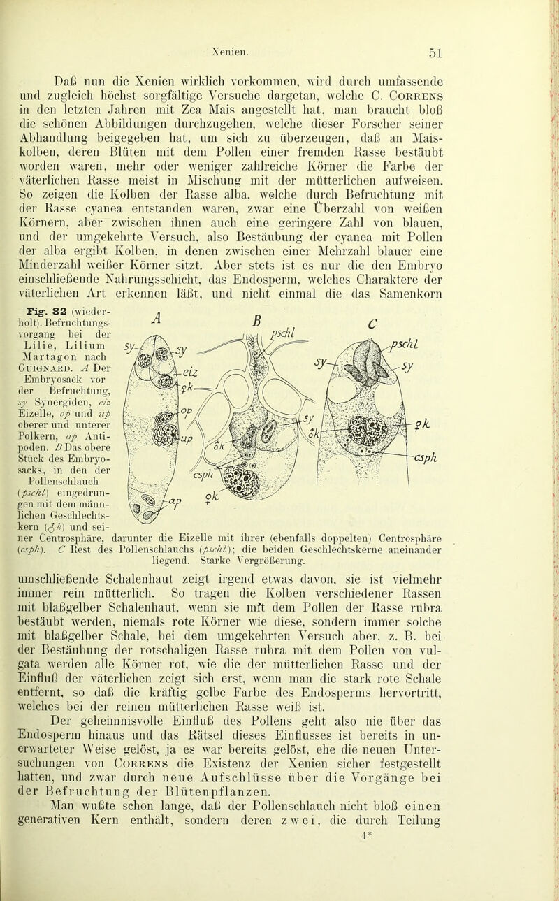 Daß nun die Xenien wirklich Vorkommen, wird durch umfassende und zugleich höchst sorgfältige Versuche dargetan, welche C. Correns in den letzten Jahren mit Zea Mais angestellt hat, man braucht bloß die schönen Abbildungen durchzugehen, welche dieser Forscher seiner Abhandlung beigegeben hat, um sich zu überzeugen, daß an Mais- kolben, deren Blüten mit dem Pollen einer fremden Rasse bestäubt worden waren, mehr oder weniger zahlreiche Körner die Farbe der väterlichen Rasse meist in Mischung mit der mütterlichen aufweisen. So zeigen die Kolben der Rasse alba, welche durch Befruchtung mit der Rasse cyanea entstanden waren, zwar eine Überzahl von weißen Körnern, aber zwischen ihnen auch eine geringere Zahl von blauen, und der umgekehrte Versuch, also Bestäubung der cyanea mit Pollen der alba ergibt Kolben, in denen zwischen einer Mehrzahl blauer eine Minderzahl weißer Körner sitzt. Aber stets ist es nur die den Embryo entschließende Nahrungsschicht, das Endosperm, welches Charaktere der väterlichen Art erkennen läßt, und nicht einmal die das Samenkorn Fig-, 82 (wieder- holt). Befruchtungs- vorgang bei der Lilie, L i 1 i u m Mar tag on nach Guignard. A Der Embryosack vor der Befruchtung, sy Synergiden, eiz Eizelle, op und up oberer und unterer Pol kern, ap Anti- poden. A Das obere Stück des Embryo- sacks, in den der Pollenschlauch (pschl) eingedrun- gen mit dem männ- lichen Geschlechts- kern (<$k) und sei- ner Centrösphäre, darunter die Eizelle mit ihrer (ebenfalls doppelten) Centrosphäre (csph). C Pvest des Pollenschlauchs (pschl)- die beiden Geschlechtskerne aneinander liegend. Starke Vergrößerung. umschließende Schalenhaut zeigt irgend etwas davon, sie ist vielmehr immer rein mütterlich. So tragen die Kolben verschiedener Rassen mit blaßgelber Schalenhaut, wenn sie mft dem Pollen der Rasse rubra bestäubt werden, niemals rote Körner wie diese, sondern immer solche mit blaßgelber Schale, bei dem umgekehrten Versuch aber, z. B. bei der Bestäubung der rotschaligen Rasse rubra mit dem Pollen von vul- gata werden alle Körner rot, wie die der mütterlichen Rasse und der Einfluß der väterlichen zeigt sich erst, wenn man die stark rote Schale entfernt, so daß die kräftig gelbe Farbe des Endosperms hervortritt, welches bei der reinen mütterlichen Rasse weiß ist. Der geheimnisvolle Einfluß des Pollens geht also nie über das Endosperm hinaus und das Rätsel dieses Einflusses ist bereits in un- erwarteter Weise gelöst, ja es war bereits gelöst, ehe die neuen Unter- suchungen von Correns die Existenz der Xenien sicher festgestellt hatten, und zwar durch neue Aufschlüsse über die Vorgänge bei der Befruchtung der Blütenpflanzen. Man wußte schon lange, daß der Pollenschlauch nicht bloß einen generativen Kern enthält, sondern deren zwei, die durch Teilung 4*