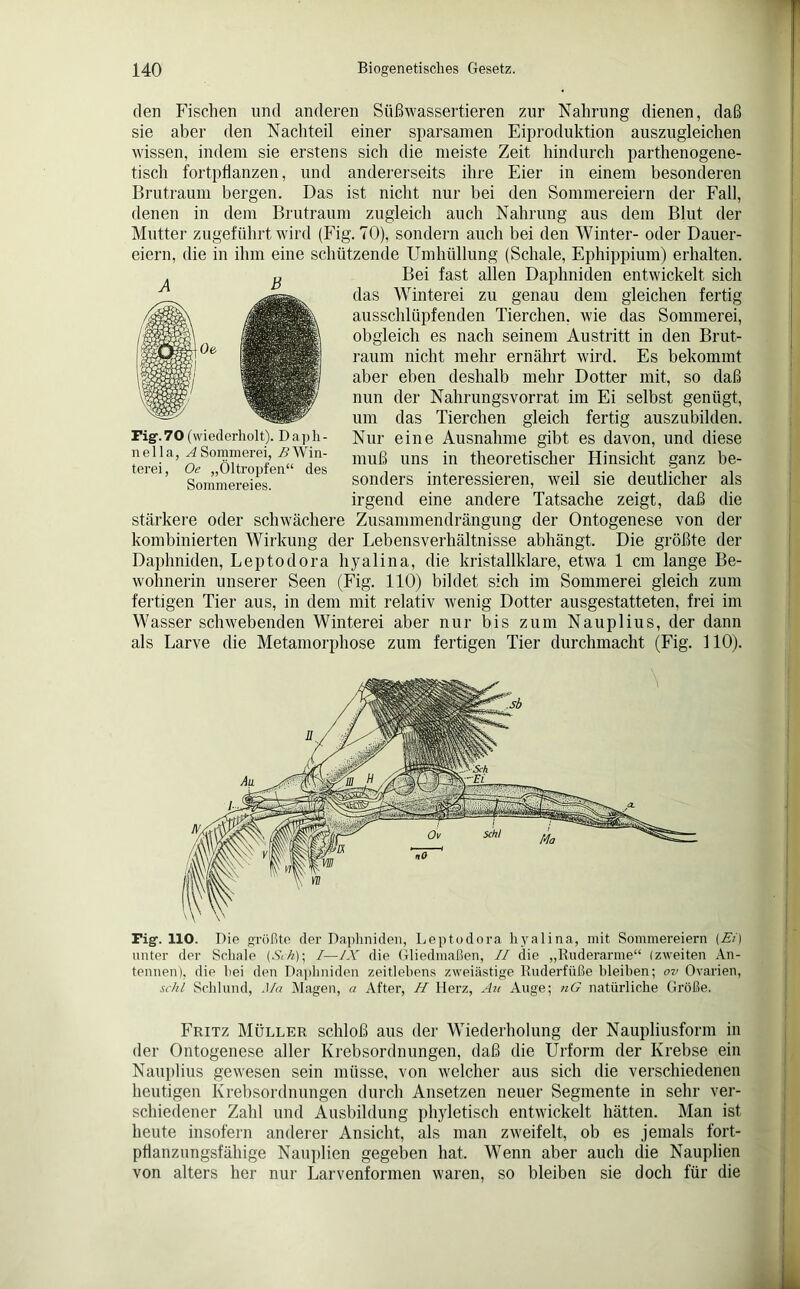 den Fischen und anderen Süßwassertieren zur Nahrung dienen, daß sie aber den Nachteil einer sparsamen Eiproduktion auszugleichen wissen, indem sie erstens sich die meiste Zeit hindurch parthenogene- tisch fortpflanzen, und andererseits ihre Eier in einem besonderen Brutraum bergen. Das ist nicht nur bei den Sommereiern der Fall, denen in dem Brutraum zugleich auch Nahrung aus dem Blut der Mutter zugeführt wird (Fig. 70), sondern auch bei den Winter- oder Dauer- eiern, die in ihm eine schützende Umhüllung (Schale, Ephippium) erhalten. Bei fast allen Daphniden entwickelt sich das Winterei zu genau dem gleichen fertig ausschlüpfenden Tierchen, wie das Sommerei, obgleich es nach seinem Austritt in den Brut- raum nicht mehr ernährt wird. Es bekommt aber eben deshalb mehr Dotter mit, so daß nun der Nahrungsvorrat im Ei selbst genügt, um das Tierchen gleich fertig auszubilden. Nur eine Ausnahme gibt es davon, und diese muß uns in theoretischer Hinsicht ganz be- sonders interessieren, weil sie deutlicher als irgend eine andere Tatsache zeigt, daß die stärkere oder schwächere Zusammendrängung der Ontogenese von der kombinierten Wirkung der Lebensverhältnisse abhängt. Die größte der Daphniden, Leptodora hyalina, die kristallklare, etwa 1 cm lange Be- wohnerin unserer Seen (Fig. 110) bildet sich im Sommerei gleich zum fertigen Tier aus, in dem mit relativ wenig Dotter ausgestatteten, frei im Wasser schwebenden Winterei aber nur bis zum Nauplius, der dann als Larve die Metamorphose zum fertigen Tier durchmacht (Fig. 110). A B Fig-.70 (wiederholt). Daph- nella, A Sommerei, i?Win- terei, Oe „Öltropfen“ des Sommereies. Fig. 110. Die größte der Daphniden, Leptodora hyalina, mit Sommereiern (Ei) unter der Schale (Sek); I—1X die Gliedmaßen, II die „Ruderarme“ (zweiten An- tennen), die bei den Daphniden zeitlebens zweiästige Ruderfüße bleiben; ov Ovarien, schl Schlund, Ma Magen, a After, H Herz, An Auge; nG natürliche Größe. Fritz Müller schloß aus der Wiederholung der Naupliusform in der Ontogenese aller Krebsordnungen, daß die Urform der Krebse ein Nauplius gewesen sein müsse, von welcher aus sich die verschiedenen heutigen Krebsordnungen durch Ansetzen neuer Segmente in sehr ver- schiedener Zahl und Ausbildung phyletisch entwickelt hätten. Man ist heute insofern anderer Ansicht, als man zweifelt, ob es jemals fort- pflanzungsfähige Nauplien gegeben hat. Wenn aber auch die Nauplien von alters her nur Larvenformen waren, so bleiben sie doch für die