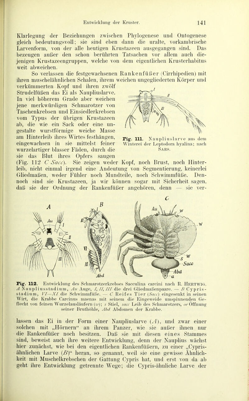 Klarlegung der Beziehungen zwischen Phylogenese und Ontogenese gleich bedeutungsvoll; sie sind eben dann die uralte, vorkambrische Larvenform, von der alle heutigen Krustazeen ausgegangen sind. Das bezeugen außer den schon berührten Tatsachen vor allem auch die- jenigen Krustazeengruppen, welche von dem eigentlichen Krusterhabitus weit ab weichen. So verlassen die festgewachsenen Rankenfüßer (Cirrhipedien) mit ihren muschelähnlichen Schalen, ihrem weichen ungegliederten Körper und verkümmerten Kopf und ihren zwölf Strudelfüßen das Ei als Naupliuslarve. In viel höherem Grade aber weichen jene merkwürdigen Schmarotzer von Taschenkrebsen und Einsiedlerkrebsen vom Typus der übrigen Krustazeen ab, die wie ein Sack oder eine un- gestalte wurstförmige weiche Masse am Hinterleib ihres Wirtes festhängen, eingewachsen in sie mittelst feiner wurzelartiger blasser Fäden, durch die sie das Blut ihres Opfers saugen (Fig. 112 C Sacc). Sie zeigen weder Kopf, noch Brust, noch Hinter- leib, nicht einmal irgend eine Andeutung von Segmentierung, keinerlei Gliedmaßen, weder Fühler noch Mundteile, noch Schwimmfüße. Den- noch sind sie Krustazeen, ja wir können sogar mit Sicherheit sagen, daß sie der Ordnung der Rankenfüßer angehören, denn — sie ver- Fig1. 111. Naupliuslarve aus dem Winterei der Leptodora hyalina; nach Saks. C Fig. 112. Entwicklung des Schmarotzerkrebses Sacculina carcini nach R. Hertwig. A Naupliusstadium, Au Auge, /,//,/// die drei Gliedmaßenpaare. — B Cypris- stadium, VI—XI die Schwimmfüße. — C Reifes Tier (Sacc) eingesenkt in seinen Wirt, die Krabbe Carcinus maenas mit seinem die Eingeweide umspinnenden Ge- flecht von feinen Wurzelausläufern (w)- s Stiel, sacc Leib des Schmarotzers, er Öffnung seiner Bruthöhle, Abd Abdomen der Krabbe. lassen das Ei in der Form einer Naupliuslarve (A), und zwar einer solchen mit „Hörnern“ an ihrem Panzer, wie sie außer ihnen nur die Rankenfüßer noch besitzen. Daß sie mit diesen eines Stammes sind, beweist auch ihre weitere Entwicklung, denn der Nauplius wächst hier zunächst, wie bei den eigentlichen Rankenfüßern, zu einer „Cypris- ähnlichen Larve (i?)“ heran, so genannt, weil sie eine gewisse Ähnlich- keit mit Muschelkrebschen der Gattung Cypris hat, und erst von da ab geht ihre Entwicklung getrennte Wege; die Cypris-älmliche Larve der