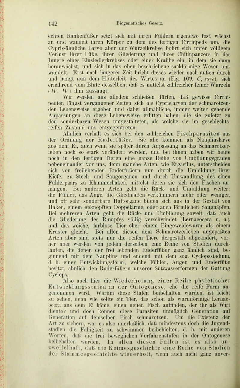 echten Rankenfüßer setzt sich mit ihren Fühlern irgendwo fest, wächst an und wandelt ihren Körper zu dem des fertigen Cirrhipeds um, die Cypris-ähnliche Larve aber der Wurzelkrebse bohrt sich unter völligem Verlust ihrer Füße, ihrer Gliederung und ihres Chitinpanzers in das Innere eines Einsiedlerkrebses oder einer Krabbe ein, in dem sie dann heranwächst, und sich in das oben beschriebene sackförmige Wesen um- wandelt. Erst nach längerer Zeit bricht dieses wieder nach außen durch und hängt nun dem Hinterleib des Wirtes an (Fig. 10(J, C, sacc), sich ernährend vom Blute desselben, daß es mittelst zahlreicher feiner Wurzeln ( TV, TV) ihm aussaugt. Wir werden aus alledem schließen dürfen, daß gewisse Cirrlii- pedien längst vergangener Zeiten sich als Cyprislarven der schmarotzen- den Lebensweise ergeben und dabei allmähliche, immer weiter gehende Anpassungen an diese Lebensweise erlitten haben, die sie zuletzt zu den sonderbaren Wesen umgestalteten, als welche sie im geschlechts- reifen Zustand uns entgegentreten. Ähnlich verhält es sich bei den zahlreichen Fi sch parasiten aus der Ordnung der Ruderfüßer. Sie alle kommen als Naupliuslarve aus dem Ei, auch wenn sie später durch Anpassung an das Schmarotzer- leben noch so stark verändert werden, und bei ihnen haben wir heute noch in den fertigen Tieren eine ganze Reihe von Umbildungsgraden nebeneinander vor uns, denn manche Arten, wie Ergasilus, unterscheiden sich von freilebenden Ruderfüßern nur durch die Umbildung ihrer Kiefer zu Stech- und Saugorganen und durch Umwandlung des einen Fühlerpaars zu Klammerhaken, mittelst deren sie sich den Fischen an- hängen. Bei anderen Arten geht die Rück- und Umbildung weiter; die Fühler, das Auge, die Gliedmaßen verkümmern mehr oder weniger, und oft sehr sonderbare Haftorgane bilden sich aus in der Gestalt von Haken, einem geknöpften Doppelarme, oder auch förmlichen Saugnäpfen. Bei mehreren Arten geht die Rück- und Umbildung soweit, daß auch die Gliederung des Rumpfes völlig verschwindet (Lernaeocera u. a.), und das weiche, farblose Tier eher einem Eingeweidewurm als einem Ivruster gleicht. Bei allen diesen dem Schmarotzerleben angepaßten Arten aber sind stets nur die reifen Tiere dergestalt abgeändert, vor- her aber werden von jedem derselben eine Reihe von Stadien durch- laufen, die denen der frei lebenden Ruderfüßer ganz ähnlich sind, be- ginnend mit dem Nauplius und endend mit dem sog. Cyclopsstadium, d. h. einer Entwicklungsform, welche Fühler, Augen und Ruderfüße besitzt, ähnlich den Ruderfüßern unserer Süßwasserformen der Gattung Cyclops. Also auch hier die Wiederholung einer Reihe phyletischer Entwicklungsstufen in der Ontogenese, ehe die reife Form an- genommen wird. Warum diese Stufen beibehalten wurden, ist leicht zu sehen, denn wie sollte ein Tier, das schon als wurmförmige Lernae- ocera aus dem Ei käme, einen neuen Fisch auffinden, der ihr als Wirt diente? und doch können diese Parasiten unmöglich Generation auf Generation auf demselben Fisch schmarotzen. Um die Existenz der Art zu sichern, war es also unerläßlich, daß mindestens doch die Jugend- stadien die Fähigkeit zu schwimmen beibehielten, d. h. mit anderen Worten, daß die frei beweglichen Vorfahrenstufen in der Ontogenese beibehalten wurden. In allen diesen Fällen ist es also un- zweifelhaft, daß die Keimesgeschichtc eine Reihe von Stadien der Stammesgeschichte wiederholt, wenn auch nicht ganz unver-