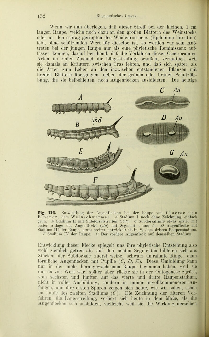 r 152 Biogenetisches Gesetz. Wenn wir nun überlegen, daß dieser Streif bei der kleinen, 1 cm langen Raupe, welche noch dazu an den großen Blättern des Weinstocks oder an den schräg gerippten des Weidenröschens (Epilobium hirsutum) lebt, ohne schützenden Wert für dieselbe ist, so werden wir sein Auf- treten bei der jungen Raupe nur als eine phyletische Reminiszenz auf- fassen können, darauf beruhend, daß die Vorfahren dieser Chaerocampa- Arten im reifen Zustand die Längsstreifung besaßen, vermutlich weil sie damals an Kräutern zwischen Gras lebten, und daß sich später, als die Arten zum Leben an den inzwischen entstandenen Pflanzen mit breiten Blättern übergingen, neben der grünen oder brauen Schutzfär- bung. die sie beibehielten, noch Augenflecken ausbildeten. Die heutige C Fig. 116. Entwicklung der Augenflecken bei der Raupe von Cliaerocampa Elpenor, dem Weinschwärmer. A Stadium I noch ohne Zeichnung, einfach grün. B Stadium II mit Subdorsalstreifen (sbd). C Subdorsallinie etwas später mit erster Anlage der Augenflecke (Au) auf Segment 4 und 5. D Augenflecke auf Stadium III der Raupe, etwas weiter entwickelt als in E, dem dritten Raupenstadium. F Stadium IV der Raupe. G Der vordere Augenfleck auf demselben Stadium. Entwicklung dieser Flecke spiegelt uns ihre phyletische Entstehung also wohl ziemlich getreu ab; auf den beiden Segmenten bildeten sich aus Stücken der Subdorsale zuerst weiße, schwarz umrahmte Ringe, dann förmliche Augenflecken mit Pupille (C, D, E). Diese Umbildung kann nur in der mehr herangewachsenen Raupe begonnen haben, weil sie nur da von Wert war; später aber rückte sie in der Ontogenese zurück, vom sechsten und fünften auf das vierte und dritte Raupenstadium, nicht in voller Ausbildung, sondern in immer unvollkommeneren An- fängen, und ihre ersten Spuren zeigen sich heute, wie wir sahen, schon im Laufe des zweiten Stadiums (C). Die Zeichnung der älteren Vor- fahren, die Längsstreifung, verliert sich heute in dem Maße, als die Augenßecken sich ausbilden, vielleicht weil sie die Wirkung derselben I