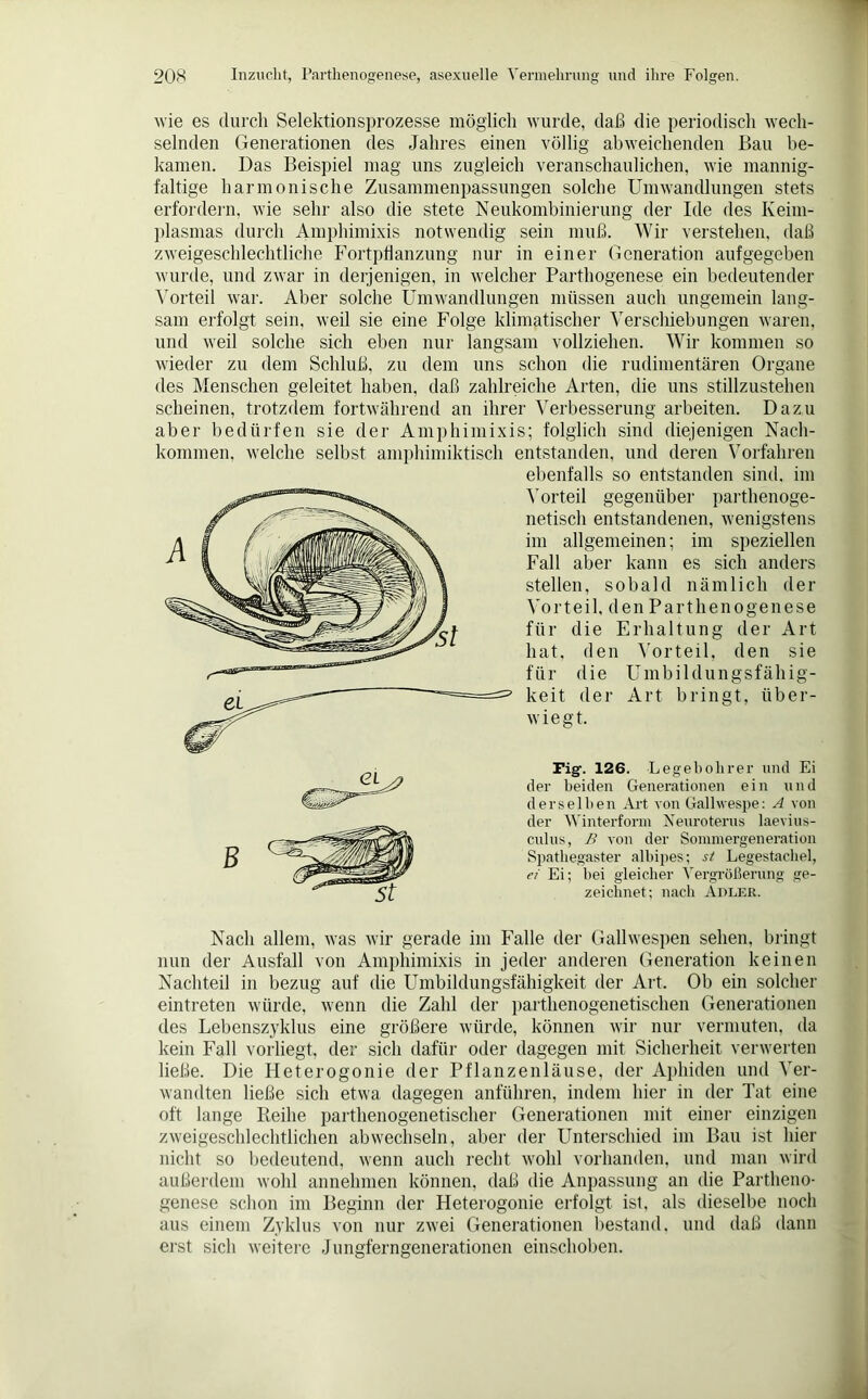 wie es durch Selektionsprozesse möglich wurde, daß die periodisch wech- selnden Generationen des Jahres einen völlig abweichenden Bau be- kamen. Das Beispiel mag uns zugleich veranschaulichen, wie mannig- faltige harmonische Zusammenpassungen solche Umwandlungen stets erfordern, wie sehr also die stete Neukombinierung der Ide des Keim- plasmas durch Amphimixis notwendig sein muß. Wir verstehen, daß zweigeschlechtliche Fortpflanzung nur in einer Generation auf gegeben wurde, und zwar in derjenigen, in welcher Parthogenese ein bedeutender Vorteil war. Aber solche Umwandlungen müssen auch ungemein lang- sam erfolgt sein, weil sie eine Folge klimatischer Verschiebungen waren, und weil solche sich eben nur langsam vollziehen. Wir kommen so wieder zu dem Schluß, zu dem uns schon die rudimentären Organe des Menschen geleitet haben, daß zahlreiche Arten, die uns stillzustehen scheinen, trotzdem fortwährend an ihrer Verbesserung arbeiten. Dazu aber bedürfen sie der Amphimixis; folglich sind diejenigen Nach- kommen, welche selbst amphimiktisch entstanden, und deren Vorfahren ebenfalls so entstanden sind, im Vorteil gegenüber parthenoge- netisch entstandenen, wenigstens im allgemeinen; im speziellen Fall aber kann es sich anders stellen, sobald nämlich der Vorteil, den Parthenogenese für die Erhaltung der Art hat, den Vorteil, den sie für die Umbildungsfähig- keit der Art bringt, über- wiegt. Fig. 126. Legebohrer und Ei der beiden Generationen ein und derselben Art von Gailwespe: A von der Winterform Neuroterus laevius- culus, B von der Sommergeneration Spathegaster albipes; st Legestachel, ei Ei; bei gleicher Vergrößerung ge- zeichnet; nach Adler. Nach allem, was wir gerade im Falle der Gallwespen sehen, bringt nun der Ausfall von Amphimixis in jeder anderen Generation keinen Nachteil in bezug auf die Umbildungsfähigkeit der Art. Ob ein solcher eintreten würde, wenn die Zahl der parthenogenetischen Generationen des Lebenszyklus eine größere würde, können wir nur vermuten, da kein Fall vorliegt, der sich dafür oder dagegen mit Sicherheit verwerten ließe. Die Heterogonie der Pflanzenläuse, der Aphiden und Ver- wandten ließe sich etwa dagegen anführen, indem hier in der Tat eine oft lange Reihe parthenogenetischer Generationen mit einer einzigen zweigeschlechtlichen ab wechseln, aber der Unterschied im Bau ist hier nicht so bedeutend, wenn auch recht wohl vorhanden, und man wird außerdem wohl annehmen können, daß die Anpassung an die Partheno- genese schon im Beginn der Heterogonie erfolgt ist, als dieselbe noch aus einem Zyklus von nur zwei Generationen bestand, und daß dann erst sich weitere Jungferngenerationen einschoben.