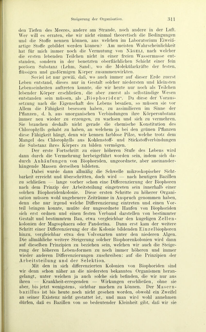 den Tiefen des Meeres, andere am Strande, noch andere in der Luft, Wer will es erraten, ehe wir nicht einmal theoretisch die Bedingungen und die Stoffe nennen können, aus welchen im Laboratorium Eiweiß- artige Stoffe gebildet werden können? Am meisten Wahrscheinlichkeit hat für mich immer noch die Vermutung von Nägeli, nach welcher die ersten lebenden Teilchen nicht in einer freien Wassermasse ent- standen, sondern in der benetzten oberflächlichen Schicht einer fein porösen Substanz (Lehm, Sand), wo die Molekülarkräfte der festen, flüssigen und gasförmigen Körper zusammenwirkten. Soviel ist nur gewiß, daß, wo auch immer auf dieser Erde zuerst Leben entstand, dieses nur in Gestalt solcher niedersten und kleinsten Lebenseinheiten auftreten konnte, die wir heute nur noch als Teilchen lebender Körper erschließen, die aber zuerst als selbständige Wesen entstanden sein müssen, als „Biophoriden“. Da diese der Voraus- setzung nach die Eigenschaft des Lebens besaßen, so müssen sie vor Allem die Fähigkeit besessen haben, zu assimilieren im Sinne der Pflanzen, d. h. aus unorganischen Verbindungen ihre Körpersubstanz immer neu wieder zu erzeugen, zu wachsen und sich zu vermehren. Sie brauchen deshalb nicht gerade die chemische Konstitution des Chlorophylls gehabt zu haben, an welchem ja bei den grünen Pflanzen diese Fähigkeit hängt, denn wir kennen farblose Pilze, welche trotz dem Mangel des Chlorophylls aus Kohlenstoff- und Stickstoffverbindungen die Substanz ihres Körpers zu bilden vermögen. Der erste Fortschritt zu einer höheren Stufe des Lebens wird dann durch die Vermehrung herbeigeführt worden sein, indem sich da- durch Anhäufungen von Biophoriden, ungeordnete, aber aneinander- hängende Massen derselben bildeten. Dabei wurde dann allmälig die Schwelle mikroskopischer Sicht- barkeit erreicht und überschritten, doch wird — nach heutigen Bazillen zu schließen — lange vorher schon eine Differenzierung der Biophoren nach dem Prinzip der Arbeitsteilung eingetreten sem innerhalb einer solchen Biophoridenkolonie. Diese ersten Schritte zu höherer Organi- sation müssen wohl ungeheuere Zeiträume in Anspruch genommen haben, denn ehe nur irgend welche Differenzierung eintreten und einen Vor- teil bringen konnte, mußte der ungeordnete Haufen von Biophoriden sich erst ordnen und einen festen Verband darstellen von bestimmter Gestalt und bestimmtem Bau, etwa vergleichbar den kugeligen Zellen- kolonien der Magosphaera oder Pandorina. Dann erst kam der weitere Schritt einer Differenzierung der die Kolonie bildenden Einzel biophoren hinzu, vergleichbar etwa den Volvoxarten unter den niederen Algen. Die allmähliche weitere Steigerung solcher Biophorenkolonien wird dann auf dieselben Prinzipien zu beziehen sein, welchen wir auch die Steige- rung der höheren Lebensformen zu noch immer höheren und immer wieder anderen Differenzierungen zuschreiben: auf die Prinzipien der Arbeitsteilung und der Selektion. Mit den in sich differenzierten Kolonien von Biophoriden sind wir denn schon näher an die niedersten bekannten Organismen heran- gelangt, unter welchen ja auch solche sich befinden, die wir nur aus ihren — Krankheit-erregenden — Wirkungen erschließen, ohne sie aber, bis jetzt wenigstens, sichtbar machen zu können. Der Masern- bazillus ist bis heute noch nicht gesehen worden, obwohl ein Zweifel an seiner Existenz nicht gestattet ist, und man wird wohl annehmen dürfen, daß es Bazillen von so bedeutender Kleinheit gibt, daß wir sie