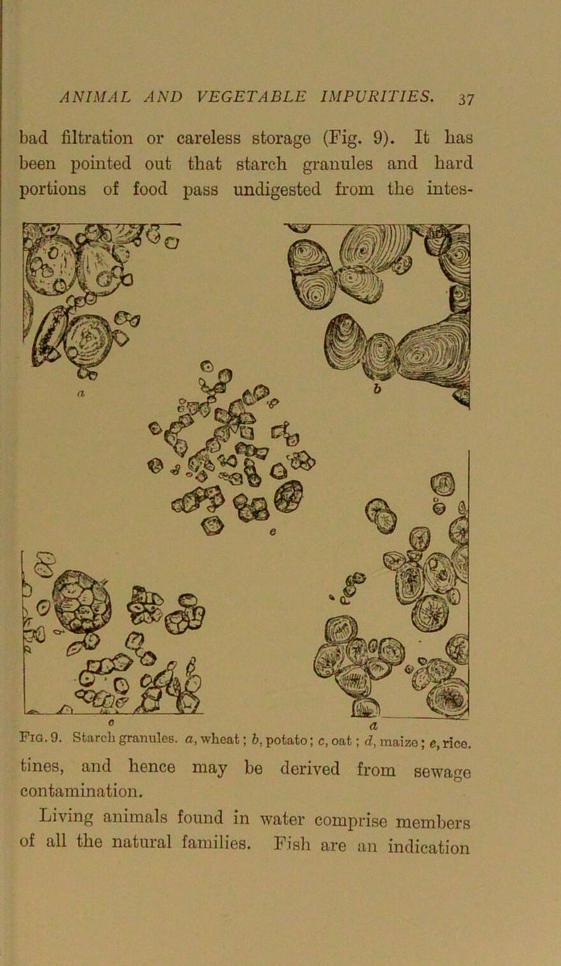bad filtration or careless storage (Fig. 9). It has been pointed out that starch granules and hard portions of food pass undigested from the intes- Fig. 9. Starch granules, a, wheat; b, potato; c, oat; d, maize; e, rice. tines, and hence may be derived from sewage contamination. Living animals found in water comprise members of all the natural families. Fish are an indication
