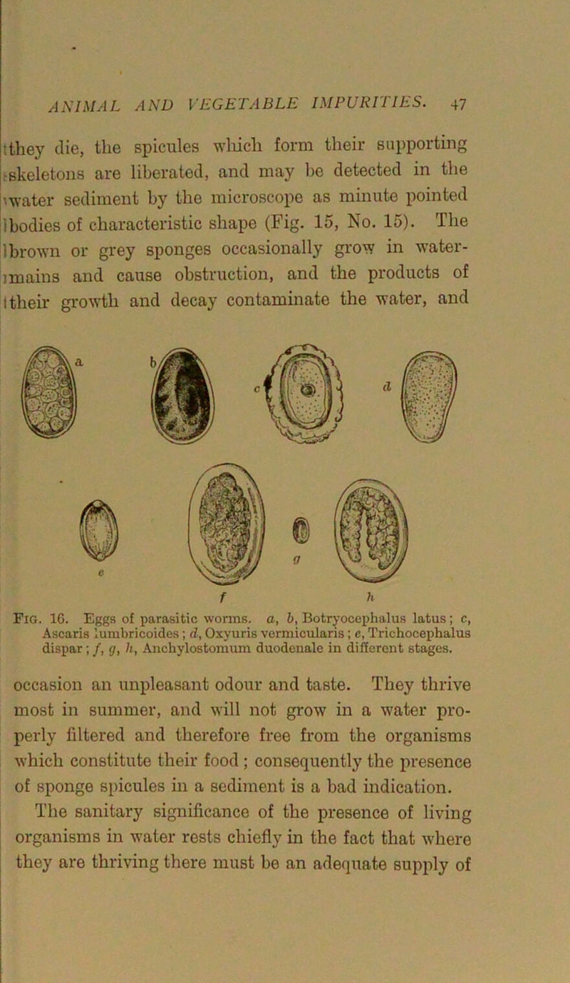 tthey die, the spicules which form their supporting ^skeletons are liberated, and may be detected in the ■■water sediment by the microscope as minute pointed i bodies of characteristic shape (Fig. 15, No. 15). The 1 brown or grey sponges occasionally grow in water - imains and cause obstruction, and the products of 1 their growth and decay contaminate the water, and f h Fig. 16. Eggs of parasitic worms, a, b, Botryocephalus latus; c, Ascaris iumbricoides; d, Oxyuris vermicularis ; c, Trichocephalus dispar; /, <7, h, Anchylostomum duodenale in different stages. occasion an unpleasant odour and taste. They thrive most in summer, and will not grow in a water pro- perly filtered and therefore free from the organisms which constitute their food ; consequently the presence of sponge spicules in a sediment is a bad indication. The sanitary significance of the presence of living organisms in water rests chiefly in the fact that where they are thriving there must be an adequate supply of