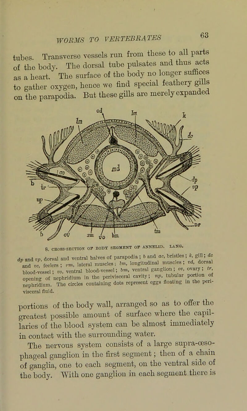 tubes. Transverse vessels run from these to all parts of the body. The dorsal tube pulsates and thus acts as a heart. The surface of the body no longer suffices to gather oxygen, hence we find special feathery gi s on the parapodia. But these gills are merely expanded 8. CROSS-SECTION OP BODY SEGMENT OP ANNELID. LANS. dp and vp, dorsal and ventral halves of parapodia ; b and ac, bristles; k gill 5 dc and vc feelers ; rm, lateral muscleB; lm, longitudinal muscles, vd, dorsal blood-vessel; bo, ventral blood-vessel; 6m, ventral ganglion; ov, ovary; Ir, opening of nephridium in the perivisceral cavity; np, tubular portion of nepbridium. The circles containing dots represent eggs floating in the pen- visceral fluid. portions of the body wall, arranged so as to offer the greatest possible amount of surface where the capil- laries of the blood system can be almost immediately in contact with, the surrounding water. The nervous system consists of a large supra-ceso- phageal ganglion in the first segment; then of a chain of ganglia, one to each segment, on the ventral side of the body. With one ganglion in each segment there is