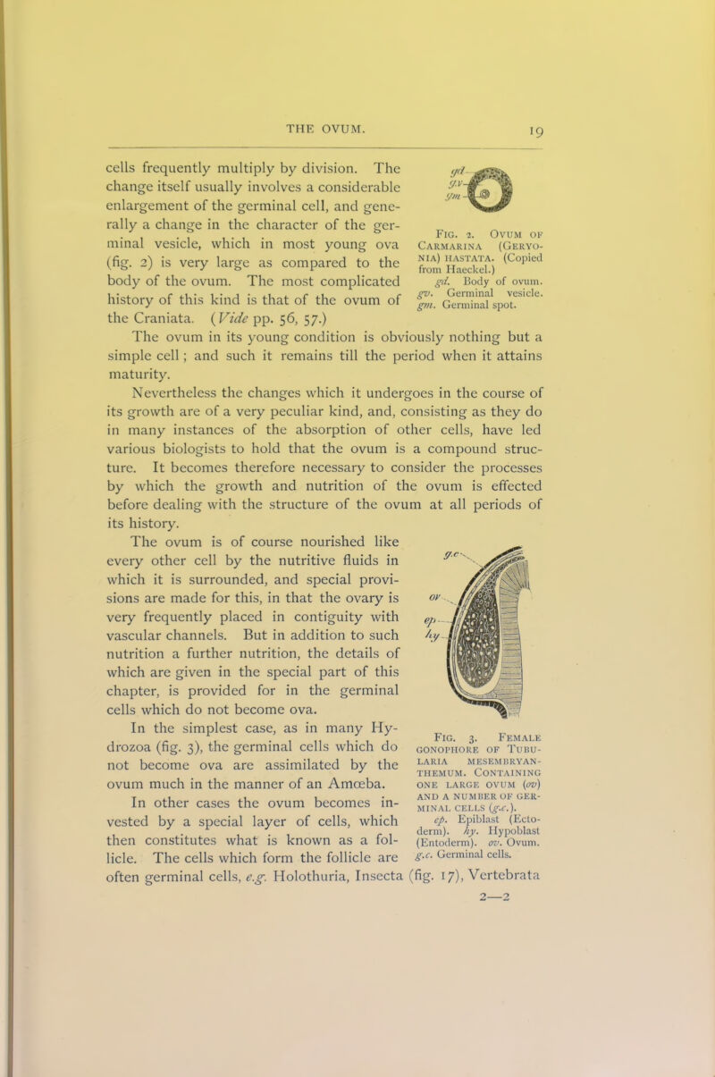 >9 cells frequently multiply by division. The change itself usually involves a considerable enlargement of the germinal cell, and gene- rally a change in the character of the ger- minal vesicle, which in most young ova (fig. 2) is very large as compared to the body of the ovum. The most complicated history of this kind is that of the ovum of the Craniata. (Vide pp. 56, 57.) The ovum in its young condition is obviously nothing but a simple cell; and such it remains till the period when it attains maturity. Nevertheless the changes which it undergoes in the course of its growth are of a very peculiar kind, and, consisting as they do in many instances of the absorption of other cells, have led various biologists to hold that the ovum is a compound struc- ture. It becomes therefore necessary to consider the processes by which the growth and nutrition of the ovum is effected before dealing with the structure of the ovum at all periods of its history. The ovum is of course nourished like every other cell by the nutritive fluids in which it is surrounded, and special provi- sions are made for this, in that the ovary is very frequently placed in contiguity with vascular channels. But in addition to such nutrition a further nutrition, the details of which are given in the special part of this chapter, is provided for in the germinal cells which do not become ova. In the simplest case, as in many Hy- drozoa (fig. 3), the germinal cells which do not become ova are assimilated by the ovum much in the manner of an Amoeba. In other cases the ovum becomes in- vested by a special layer of cells, which then constitutes what is known as a fol- licle. The cells which form the follicle are S-c- Germinal cells, often germinal cells, e.g. Holothuria, Insecta (fig. 17), Vertebrata 2—2 Fig. 3. Female GONOPHORE OF TUBU- LARIA MESEMBRYAN- themum. Containing ONE LARGE OVUM (pv) AND A NUMBER OF GER- MINAL CELLS (f.o). ep. Epiblast (Ecto- derm). hy. Hypoblast (Entoderm), ov. Ovum. Fig. 2. Ovum of Carmarina (Geryo- nia) iiastata. (Copied from Haeckel.) gd. Body of ovum. gv. Germinal vesicle. g/u. Germinal spot.