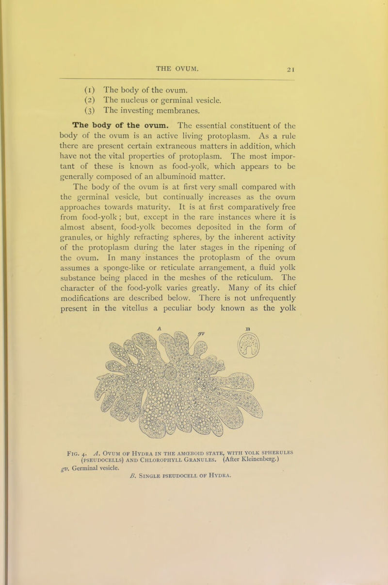 (1) The body of the ovum. (2) The nucleus or germinal vesicle. (3) The investing membranes. The body of the ovum. The essential constituent of the body of the ovum is an active living protoplasm. As a rule there are present certain extraneous matters in addition, which have not the vital properties of protoplasm. The most impor- tant of these is known as food-yolk, which appears to be generally composed of an albuminoid matter. The body of the ovum is at first very small compared with the germinal vesicle, but continually increases as the ovum approaches towards maturity. It is at first comparatively free from food-yolk ; but, except in the rare instances where it is almost absent, food-yolk becomes deposited in the form of granules, or highly refracting spheres, by the inherent activity of the protoplasm during the later stages in the ripening of the ovum. In many instances the protoplasm of the ovum assumes a sponge-like or reticulate arrangement, a fluid yolk substance being placed in the meshes of the reticulum. The character of the food-yolk varies greatly. Many of its chief modifications are described below. There is not unfrequently present in the vitellus a peculiar body known as the yolk A B Fig. 4. A. Ovum of Hydra in the amceboid state, with yolk spherules (pseudocells) and Chlorophyll Granules. (After Kleinenberg.) 07). Germinal vesicle. B. Single pseudocell of Hydra.