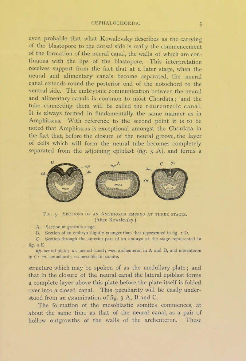 even probable that what Kowalevsky describes as the carrying of the blastopore to the dorsal side is really the commencement of the formation of the neural canal, the walls of which are con- tinuous with the lips of the blastopore. This interpretation receives support from the fact that at a later stage, when the neural and alimentary canals become separated, the neural canal extends round the posterior end of the notochord to the ventral side. The embryonic communication between the neural and alimentary canals is common to most Chordata ; and the tube connecting them will be called the neurenteric canal. It is always formed in fundamentally the same manner as in Amphioxus. With reference to the second point it is to be noted that Amphioxus is exceptional amongst the Chordata in the fact that, before the closure of the neural groove, the layer of cells which will form the neural tube becomes completely separated from the adjoining epiblast (fig. 3 A), and forms a Pig. 3. Sections of an Amphioxus embryo at three stages. (After Kowalevsky.) A. Section at gastrula stage. B. Section of an embryo slightly younger than that represented in fig. 2 D. C. Section through the anterior part of an embryo at the stage represented in fig. 2 E. np. neural plate; nc. neural canal; vies, archenteron in A and B, and mesenteron in C; ch. notochord; so. mesoblastic somite. structure which may be spoken of as the medullary plate; and that in the closure of the neural canal the lateral epiblast forms a complete layer above this plate before the plate itself is folded over into a closed canal. This peculiarity will be easily under- stood from an examination of fig. 3 A, B and C. The formation of the mesoblastic somites commences, at about the same time as that of the neural canal, as a pair of hollow outgrowths of the walls of the archenteron. These