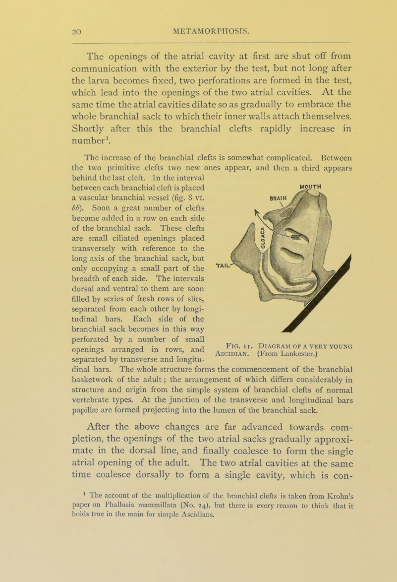 The openings of the atrial cavity at first are shut off from communication with the exterior by the test, but not long after the larva becomes fixed, two perforations are formed in the test, which lead into the openings of the two atrial cavities. At the same time the atrial cavities dilate so as gradually to embrace the whole branchial sack to which their inner walls attach themselves. Shortly after this the branchial clefts rapidly increase in number1. BRAIN TAIL- The increase of the branchial clefts is somewhat complicated. Between the two primitive clefts two new ones appear, and then a third appears behind the last cleft. In the interval between each branchial cleft is placed mouth a vascular branchial vessel (fig. 8 vi. bb). Soon a great number of clefts become added in a row on each side of the branchial sack. These clefts are small ciliated openings placed transversely with reference to the long axis of the branchial sack, but only occupying a small part of the breadth of each side. The intervals dorsal and ventral to them are soon filled by series of fresh rows of slits, separated from each other by longi- tudinal bars. Each side of the branchial sack becomes in this way perforated by a number of small openings arranged in rows, and separated by transverse and longitu- dinal bars. The whole structure forms the commencement of the branchial basketwork of the adult; the arrangement of which differs considerably in structure and origin from the simple system of branchial clefts of normal vertebrate types. At the junction of the transverse and longitudinal bars papillae are formed projecting into the lumen of the branchial sack. Fig. ii. Ascidian. Diagram of a very young (From Lankester.) After the above changes are far advanced towards com- pletion, the openings of the two atrial sacks gradually approxi- mate in the dorsal line, and finally coalesce to form the single atrial opening of the adult. The two atrial cavities at the same time coalesce dorsally to form a single cavity, which is con- 1 The account of the multiplication of the branchial clefts is taken from Krohn’s paper on Phallusia mammillata (No. 24), but there is every reason to think that it holds tme in the main for simple Ascidians.