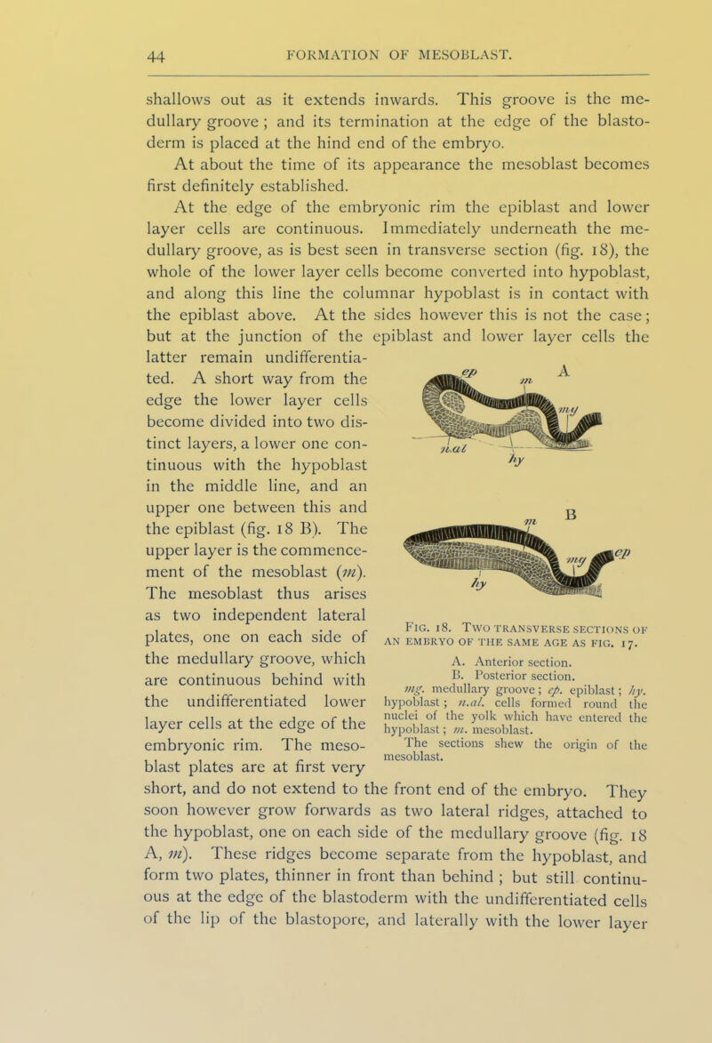 shallows out as it extends inwards. This groove is the me- dullary groove ; and its termination at the edge of the blasto- derm is placed at the hind end of the embryo. At about the time of its appearance the mesoblast becomes first definitely established. At the edge of the embryonic rim the epiblast and lower layer cells are continuous. Immediately underneath the me- dullary groove, as is best seen in transverse section (fig. 18), the whole of the lower layer cells become converted into hypoblast, and along this line the columnar hypoblast is in contact with the epiblast above. At the sides however this is not the case; but at the junction of the epiblast and lower layer cells the latter remain undifferentia- ted. A short way from the edge the lower layer cells become divided into two dis- tinct layers, a lower one con- tinuous with the hypoblast in the middle line, and an upper one between this and the epiblast (fig. 18 B). The upper layer is the commence- ment of the mesoblast {in'). The mesoblast thus arises as two independent lateral plates, one on each side of the medullary groove, which are continuous behind with the undifferentiated lower layer cells at the edge of the embryonic rim. The meso- blast plates are at first very short, and do not extend to the front end of the embryo. They soon however grow forwards as two lateral ridges, attached to the hypoblast, one on each side of the medullary groove (fig. 18 A, in). These ridges become separate from the hypoblast, and form two plates, thinner in front than behind ; but still continu- ous at the edge of the blastoderm with the undifferentiated cells of the lip of the blastopore, and laterally with the lower layer Fig. 18. Two transverse sections of AN EMBRYO OF THE SAME AGE AS FIG. I 7. A. Anterior section. B. Posterior section. mg. medullary groove; cp. epiblast; hy. hypoblast ; n.al. cells formed round the nuclei of the yolk which have entered the hypoblast; m. mesoblast. The sections shew the origin of the mesoblast.