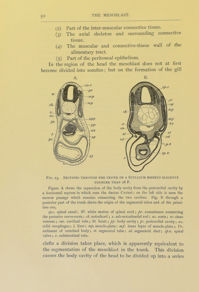 (2) Part of the inter-muscular connective tissue. (3) The axial skeleton and surrounding connective tissue. (4) The muscular and connective-tissue wall of the alimentary tract. (5) Part of the peritoneal epithelium. In the region of the head the mesoblast does not at first become divided into somites ; but on the formation of the gill A. B. Fig. 23. Sections through the trunk of a Scyllium embryo slightly YOUNGER THAN 28 F. Figure A shews the separation of the body cavity from the pericardial cavity by a horizontal septum in which runs the ductus Cuvieri; on the left side is seen the narrow passage which remains connecting the two cavities. Fig. B through a posterior part of the trunk shews the origin of the segmental tubes and of the primi- tive ova. sp.c. spinal canal; IV. white matter of spinal cord ; pr. commissure connecting the posterior nerve-roots; ch. notochord ; x. sub-notochordal rod ; ao. aorta; sv. sinus venosus ; cav. cardinal vein ; ht. heart; pp. body cavity ; pc. pericardial cavity ; as. solid oesophagus; /. liver; mp. muscle-plate; mp'. inner layer of muscle-plate; Vr. rudiment of vertebral body; st. segmental tube; sd. segmental duct; sp.v. spiral valve ; v. subintestinal vein. clefts a division takes place, which is apparently equivalent to the segmentation of the mesoblast in the trunk. This division causes the body cavity of the head to be divided up into a series