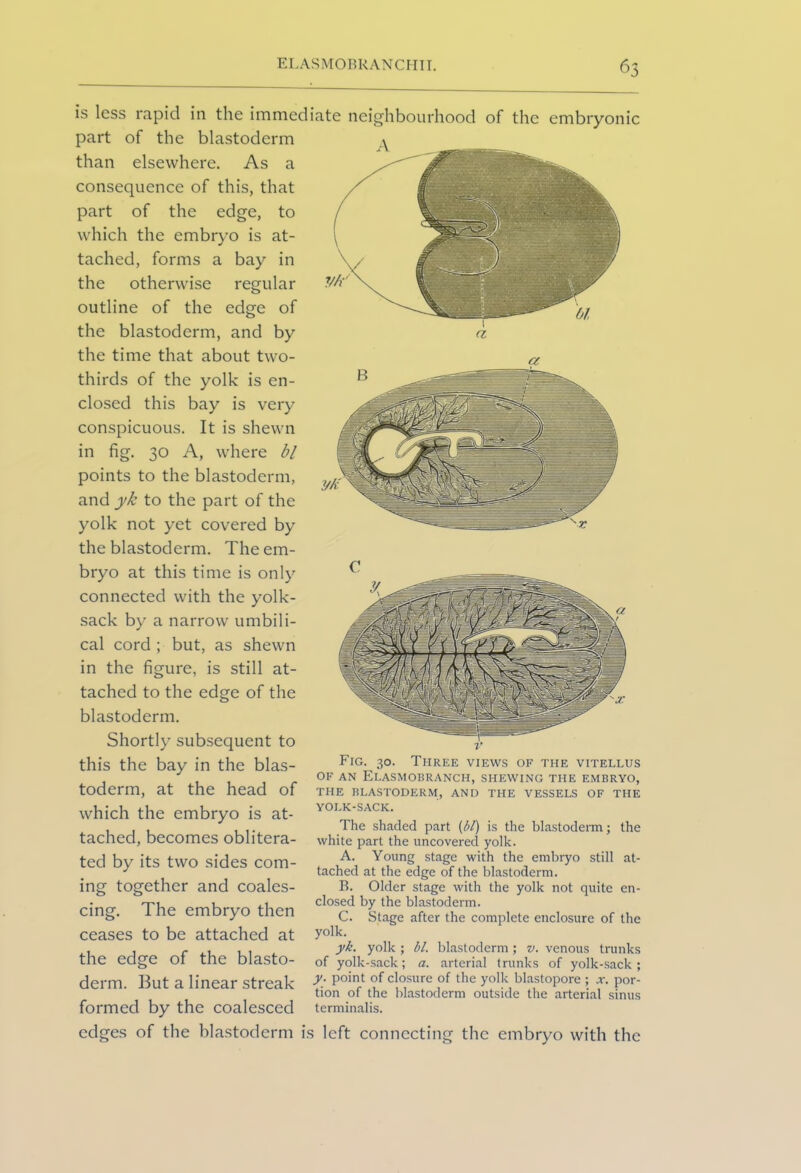 is less rapid in the immediate neighbourhood of the embryonic part of the blastoderm than elsewhere. As a consequence of this, that part of the edge, to which the embryo is at- tached, forms a bay in the otherwise regular outline of the edge of the blastoderm, and by the time that about two- thirds of the yolk is en- closed this bay is very conspicuous. It is shewn in fig. 30 A, where bl points to the blastoderm, and yk to the part of the yolk not yet covered by the blastoderm. The em- bryo at this time is only connected with the yolk- sack by a narrow umbili- cal cord ; but, as shewn in the figure, is still at- tached to the edge of the blastoderm. Shortly subsequent to this the bay in the blas- toderm, at the head of which the embryo is at- tached, becomes oblitera- ted by its two sides com- ing together and coales- cing. The embryo then ceases to be attached at the edge of the blasto- derm. But a linear streak formed by the coalesced edges of the blastoderm Fig. 30. Three views of the vitellus OF AN ElASMOBRANCH, SHEWING THE EMBRYO, THE BLASTODERM, AND THE VESSELS OF THE YOLK-SACK. The shaded part {bl) is the blastoderm; the white part the uncovered yolk. A. Young stage with the embryo still at- tached at the edge of the blastoderm. B. Older stage with the yolk not quite en- closed by the blastoderm. C. Stage after the complete enclosure of the yolk. yk. yolk ; bl. blastoderm; v. venous trunks of yolk-sack; a. arterial trunks of yolk-sack; y. point of closure of the yolk blastopore ; x. por- tion of the blastoderm outside the arterial sinus terminalis. is left connecting the embryo with the