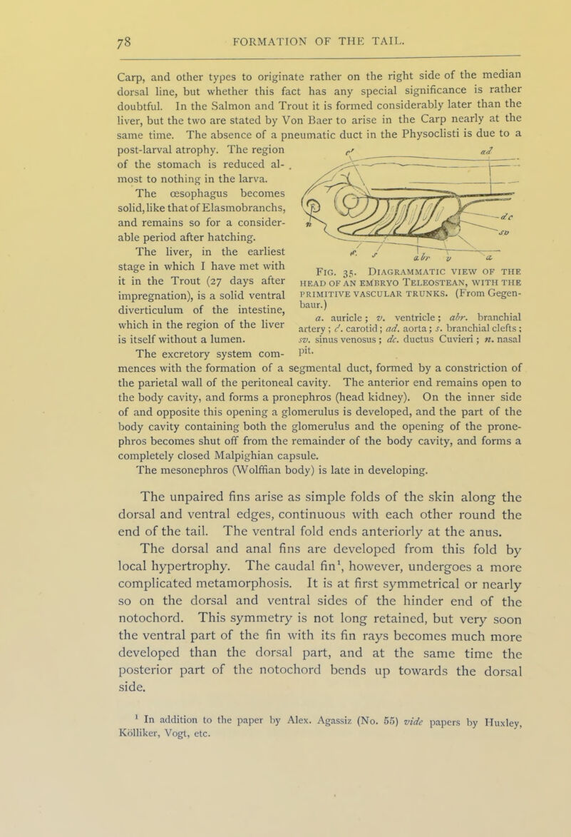 Carp, and other types to originate rather on the right side of the median dorsal line, but whether this fact has any special significance is rather doubtful. In the Salmon and Trout it is formed considerably later than the liver, but the two are stated by Von Baer to arise in the Carp nearly at the same time. The absence of a pneumatic duct in the Physoclisti is due to a post-larval atrophy. The region of the stomach is reduced al- most to nothing in the larva. The oesophagus becomes solid, like that of Elasmobranchs, and remains so for a consider- able period after hatching. The liver, in the earliest stage in which I have met with it in the Trout (27 days after impregnation), is a solid ventral diverticulum of the intestine, which in the region of the liver is itself without a lumen. The excretory system com- Fig. 35. Diagrammatic view of the HEAD OF AN EMBRYO TELEOSTEAN, WITH THE primitive vascular TRUNKS. (From Gegen- baur.) a. auricle; v. ventricle; abr. branchial artery ; </. carotid; ad. aorta; j'. branchial clefts; sv. sinus venosus ; dc. ductus Cuvieri; n. nasal pit. mences with the formation of a segmental duct, formed by a constriction of the parietal wall of the peritoneal cavity. The anterior end remains open to the body cavity, and forms a pronephros (head kidney). On the inner side of and opposite this opening a glomerulus is developed, and the part of the body cavity containing both the glomerulus and the opening of the prone- phros becomes shut off from the remainder of the body cavity, and forms a completely closed Malpighian capsule. The mesonephros (Wolffian body) is late in developing. The unpaired fins arise as simple folds of the skin along the dorsal and ventral edges, continuous with each other round the end of the tail. The ventral fold ends anteriorly at the anus. The dorsal and anal fins are developed from this fold by local hypertrophy. The caudal fin1, however, undergoes a more complicated metamorphosis. It is at first symmetrical or nearly so on the dorsal and ventral sides of the hinder end of the notochord. This symmetry is not long retained, but very soon the ventral part of the fin with its fin rays becomes much more developed than the dorsal part, and at the same time the posterior part of the notochord bends up towards the dorsal side. 1 In addition to the paper by Alex. Agassiz (No. 55) vide papers by Huxley, Kolliker, Vogt, etc.