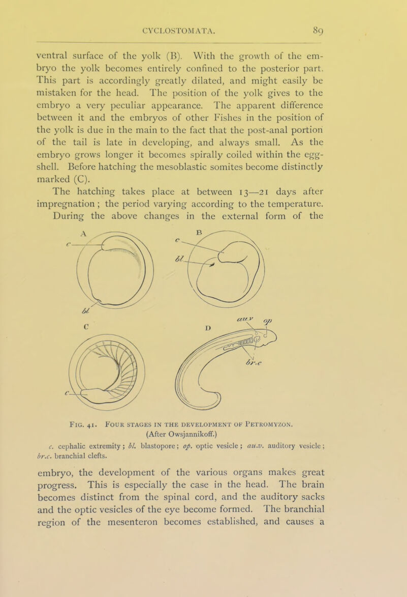 ventral surface of the yolk (B). With the growth of the em- bryo the yolk becomes entirely confined to the posterior part. 1'his part is accordingly greatly dilated, and might easily be mistaken for the head. The position of the yolk gives to the embryo a very peculiar appearance. The apparent difference between it and the embryos of other Fishes in the position of the yolk is due in the main to the fact that the post-anal portion of the tail is late in developing, and always small. As the embryo grows longer it becomes spirally coiled within the egg- shell. Before hatching the mesoblastic somites become distinctly marked (C). The hatching takes place at between 13—21 days after impregnation ; the period varying according to the temperature. During the above changes in the external form of the Fig. 41. Four stages in the development of Petromyzon. (After Owsjannikoff.) c. cephalic extremity; bl. blastopore; op. optic vesicle; au.v. auditory vesicle; br.c. branchial clefts. embryo, the development of the various organs makes great progress. This is especially the case in the head. The brain becomes distinct from the spinal cord, and the auditory sacks and the optic vesicles of the eye become formed. The branchial region of the mesenteron becomes established, and causes a