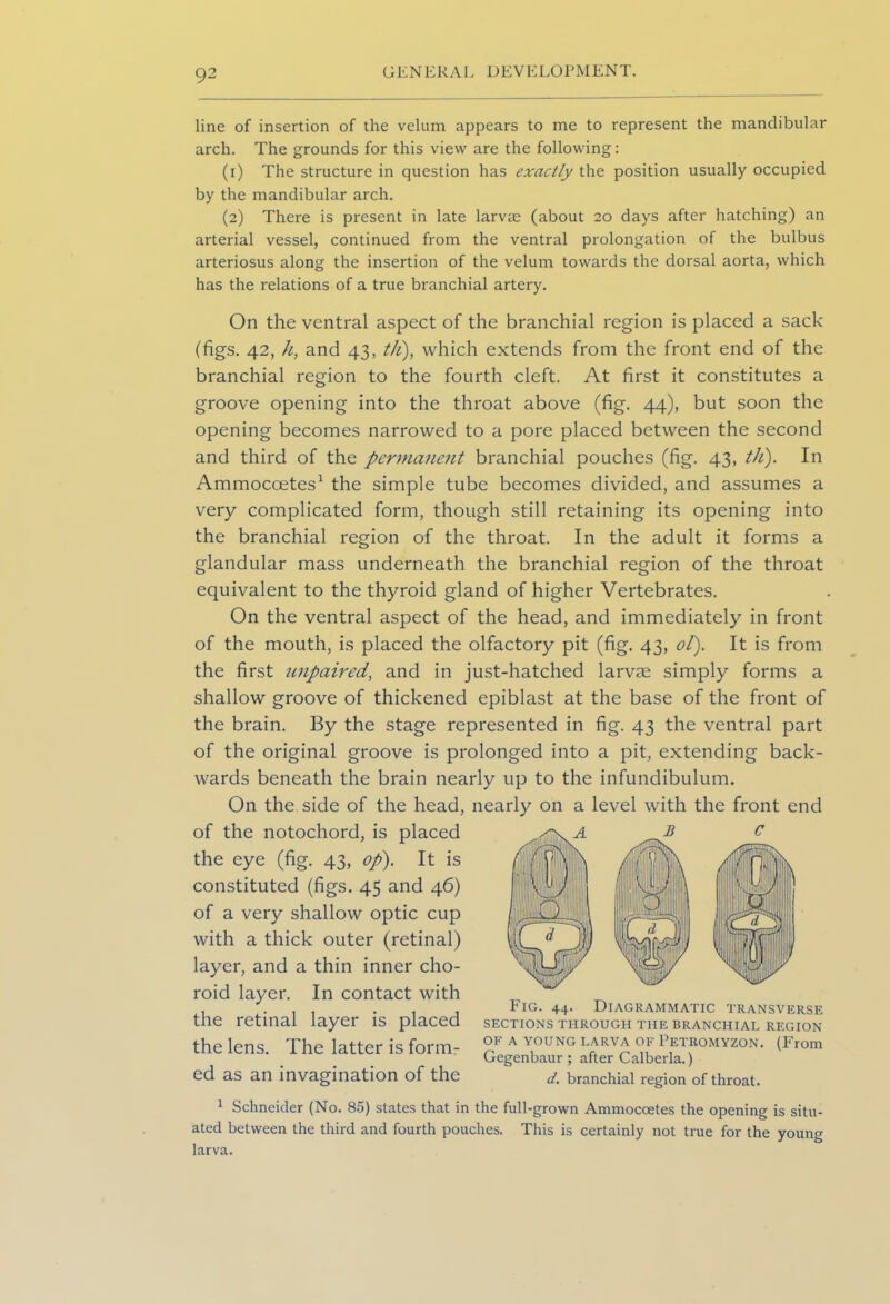 line of insertion of the velum appears to me to represent the mandibular arch. The grounds for this view are the following: (1) The structure in question has exactly the position usually occupied by the mandibular arch. (2) There is present in late larvae (about 20 days after hatching) an arterial vessel, continued from the ventral prolongation of the bulbus arteriosus along the insertion of the velum towards the dorsal aorta, which has the relations of a true branchial artery. On the ventral aspect of the branchial region is placed a sack (figs. 42, h, and 43, th), which extends from the front end of the branchial region to the fourth cleft. At first it constitutes a groove opening into the throat above (fig. 44), but soon the opening becomes narrowed to a pore placed between the second and third of the permanent branchial pouches (fig. 43, tJi). In Ammocoetes1 the simple tube becomes divided, and assumes a very complicated form, though still retaining its opening into the branchial region of the throat. In the adult it forms a glandular mass underneath the branchial region of the throat equivalent to the thyroid gland of higher Vertebrates. On the ventral aspect of the head, and immediately in front of the mouth, is placed the olfactory pit (fig. 43, ol). It is from the first unpaired, and in just-hatched larvae simply forms a shallow groove of thickened epiblast at the base of the front of the brain. By the stage represented in fig. 43 the ventral part of the original groove is prolonged into a pit, extending back- wards beneath the brain nearly up to the infundibulum. On the side of the head, nearly on a level with the front end of the notochord, is placed the eye (fig. 43, op). It is constituted (figs. 45 and 46) of a very shallow optic cup with a thick outer (retinal) layer, and a thin inner cho- roid layer. In contact with the retinal layer is placed the lens. The latter is form- ed as an invagination of the 1 Schneider (No. 85) states that in the full-grown Ammocoetes the opening is situ- ated between the third and fourth pouches. This is certainly not true for the young larva. Fig. 44. Diagrammatic transverse SECTIONS THROUGH THE BRANCHIAL REGION ok a young larva of Petromyzon. (From Gegenbaur; after Calberla.) d. branchial region of throat.
