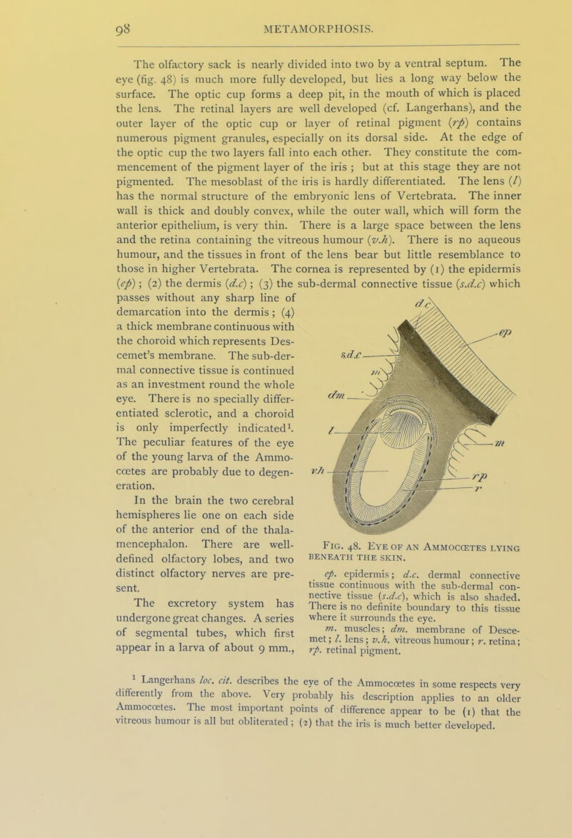 The olfactory sack is nearly divided into two by a ventral septum. The eye (fig. 48) is much more fully developed, but lies a long way below the surface. The optic cup forms a deep pit, in the mouth of which is placed the lens. The retinal layers are well developed (cf. Langerhans), and the outer layer of the optic cup or layer of retinal pigment (rp) contains numerous pigment granules, especially on its dorsal side. At the edge of the optic cup the two layers fall into each other. They constitute the com- mencement of the pigment layer of the iris ; but at this stage they are not pigmented. The mesoblast of the iris is hardly differentiated. The lens (/) has the normal structure of the embryonic lens of Vertebrata. The inner wall is thick and doubly convex, while the outer wall, which will form the anterior epithelium, is very thin. There is a large space between the lens and the retina containing the vitreous humour (v.h). There is no aqueous humour, and the tissues in front of the lens bear but little resemblance to those in higher Vertebrata. The cornea is represented by (1) the epidermis (ep); (2) the dermis (d.c); (3) the sub-dermal connective tissue (s.d.c) which passes without any sharp line of demarcation into the dermis ; (4) a thick membrane continuous with the choroid which represents Des- cemet’s membrane. The sub-der- mal connective tissue is continued as an investment round the whole eye. There is no specially differ- entiated sclerotic, and a choroid is only imperfectly indicated1. The peculiar features of the eye of the young larva of the Ammo- coetes are probably due to degen- eration. In the brain the two cerebral hemispheres lie one on each side of the anterior end of the thala- mencephalon. There are well- defined olfactory lobes, and two distinct olfactory nerves are pre- sent. The excretory system has undergone great changes. A series of segmental tubes, which first appear in a larva of about 9 mm., Fig. 48. Eye of an Ammoccetes lying BENEATH THE SKIN. ep. epidermis; d.c. dermal connective tissue continuous with the sub-dermal con- nective tissue (s.d.c), which is also shaded. There is no definite boundary to this tissue where it surrounds the eye. m. muscles; dm. membrane of Desce- met; /. lens; v.h. vitreous humour; r. retina; rp. retinal pigment. Langeihans loc. cit. describes the eye of the Ammocoetes in some respects very differently from the above. Very probably his description applies to an older Ammocoetes. The most important points of difference appear to be (1) that the vitreous humour is all but obliterated ; (2) that the iris is much better developed.