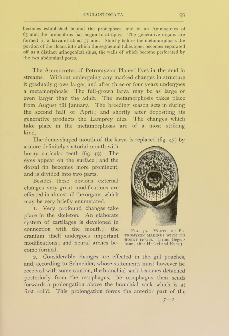 becomes established behind the pronephros, and in an Ammocoetes of 65 mm. the pronephros has begun to atrophy. The generative organs are formed in a larva of about 35 mm. Shortly before the metamorphosis the portion of the cloaca into which the segmental tubes open becomes separated off as a distinct urinogenital sinus, the walls of which become perforated by the two abdominal pores. The Ammocoetes of Petromyzon Planeri lives in the mud in streams. Without undergoing any marked changes in structure it gradually grows larger, and after three or four years undergoes a metamorphosis. The full-grown larva may be as large or even larger than the adult. The metamorphosis takes place from August till January. The breeding season sets in during the second half of April; and shortly after depositing its generative products the Lamprey dies. The changes which take place in the metamorphosis are of a most striking kind. The dome-shaped mouth of the larva is replaced (fig. 47) by a more definitely suctorial mouth with horny cuticular teeth (fig. 49). The eyes appear on the surface; and the dorsal fin becomes more prominent, and is divided into two parts. Besides these obvious external changes very great modifications are effected in almost all the organs, which may be very briefly enumerated. 1. Very profound changes take place in the skeleton. An elaborate system of cartilages is developed in connection with the mouth; the cranium itself undergoes important modifications; and neural arches be- come formed. 2. Considerable changes are effected in the gill pouches, and, according to Schneider, whose statements must however be received with some caution, the branchial sack becomes detached posteriorly from the oesophagus, the oesophagus then sends forwards a prolongation above the branchial sack which is at first solid. This prolongation forms the anterior part of the Fig. 49. Mouth of Pe- tromyzon MARINUS WITH ITS horny teeth. (From Gegen- after Heckel and Kner.) baur; 7—2