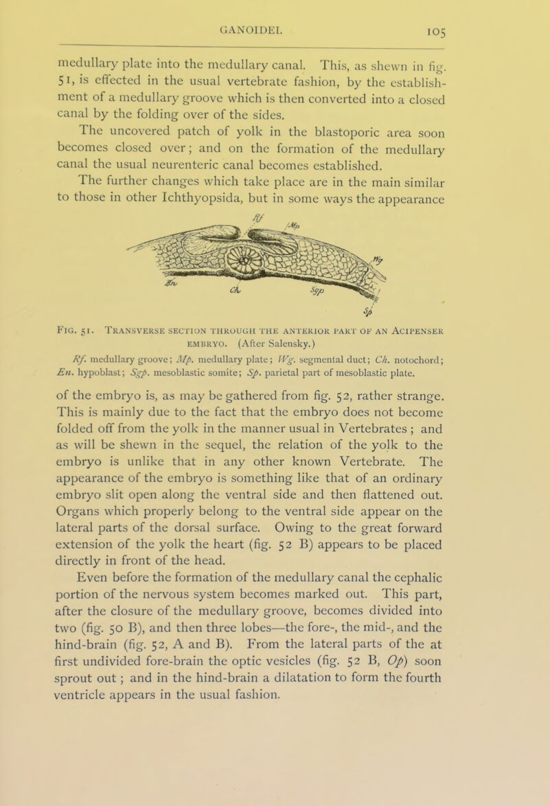 medullary plate into the medullary canal. This, as shewn in fig. 51, is effected in the usual vertebrate fashion, by the establish- ment of a medullary groove which is then converted into a closed canal by the folding over of the sides. The uncovered patch of yolk in the blastoporic area soon becomes closed over; and on the formation of the medullary canal the usual neurenteric canal becomes established. The further changes which take place are in the main similar to those in other Ichthyopsida, but in some ways the appearance Fig. 51. Transverse section through the anterior part of an Acipenser embryo. (After Salensky.) Rf. medullary groove; Mp. medullary plate; Wg. segmental duct; Ch. notochord; En. hypoblast; Sgp. mesoblastic somite; Sp. parietal part of mesoblastic plate. of the embryo is, as may be gathered from fig. 52, rather strange. This is mainly due to the fact that the embryo does not become folded off from the yolk in the manner usual in Vertebrates ; and as will be shewn in the sequel, the relation of the yolk to the embryo is unlike that in any other known Vertebrate. The appearance of the embryo is something like that of an ordinary embryo slit open along the ventral side and then flattened out. Organs which properly belong to the ventral side appear on the lateral parts of the dorsal surface. Owing to the great forward extension of the yolk the heart (fig. 52 B) appears to be placed directly in front of the head. Even before the formation of the medullary canal the cephalic portion of the nervous system becomes marked out. This part, after the closure of the medullary groove, becomes divided into two (fig. 50 B), and then three lobes—the fore-, the mid-, and the hind-brain (fig. 52, A and B). From the lateral parts of the at first undivided fore-brain the optic vesicles (fig. 52 B, Op) soon sprout out ; and in the hind-brain a dilatation to form the fourth ventricle appears in the usual fashion.