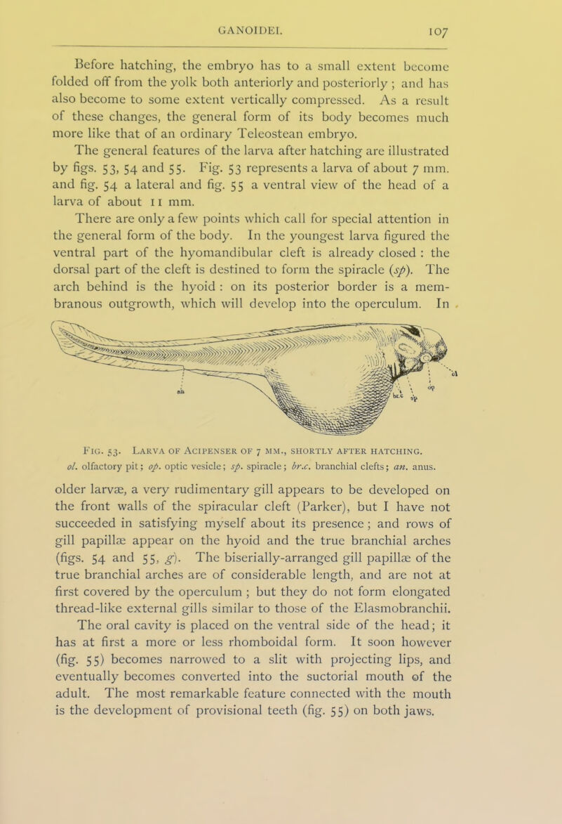 Before hatching, the embryo has to a small extent become folded off from the yolk both anteriorly and posteriorly ; and has also become to some extent vertically compressed. As a result of these changes, the general form of its body becomes much more like that of an ordinary Teleostean embryo. The general features of the larva after hatching are illustrated by figs. 53, 54 and 55. Fig. 53 represents a larva of about 7 mm. and fig. 54 a lateral and fig. 55 a ventral view of the head of a larva of about 11 mm. There are only a few points which call for special attention in the general form of the body. In the youngest larva figured the ventral part of the hyomandibular cleft is already closed : the dorsal part of the cleft is destined to form the spiracle (sp). The arch behind is the hyoid : on its posterior border is a mem- branous outgrowth, which will develop into the operculum. In ol. olfactory pit; op. optic vesicle; sp. spiracle; br.c. branchial clefts; an. anus. older larvae, a very rudimentary gill appears to be developed on the front walls of the spiracular cleft (Parker), but I have not succeeded in satisfying myself about its presence ; and rows of gill papillae appear on the hyoid and the true branchial arches (figs. 54 and 55, g). The biserially-arranged gill papillae of the true branchial arches are of considerable length, and are not at first covered by the operculum ; but they do not form elongated thread-like external gills similar to those of the Elasmobranchii. The oral cavity is placed on the ventral side of the head; it has at first a more or less rhomboidal form. It soon however (fig. 55) becomes narrowed to a slit with projecting lips, and eventually becomes converted into the suctorial mouth of the adult. The most remarkable feature connected with the mouth is the development of provisional teeth (fig. 55) on both jaws.