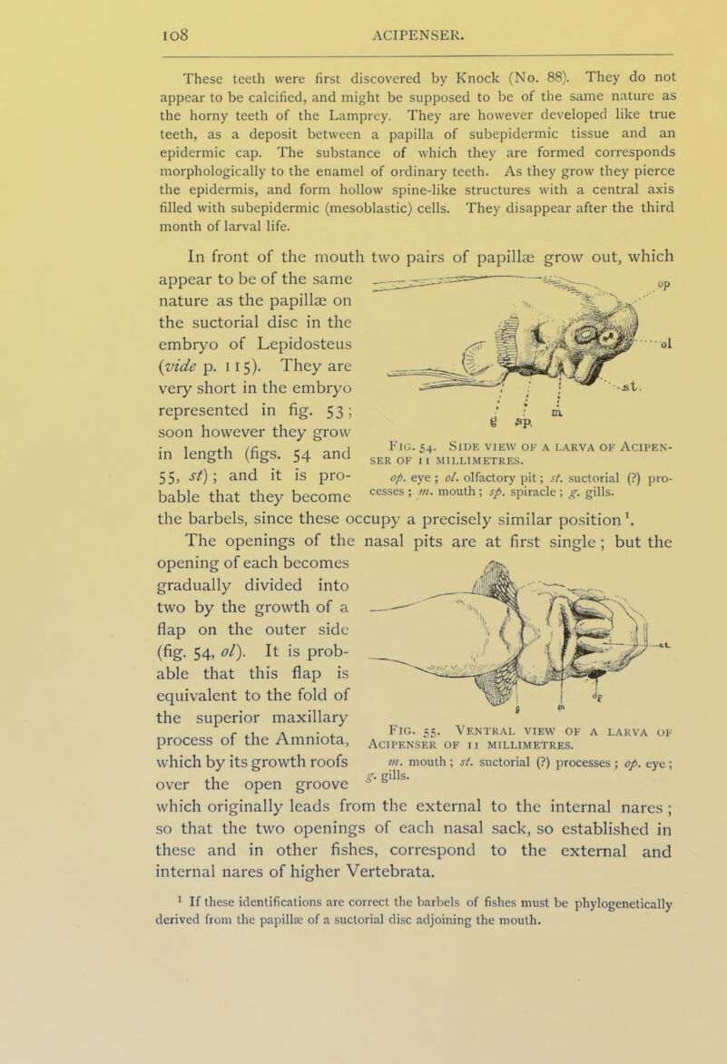 These teeth were first discovered by Knock (No. 88). They do not appear to be calcified, and might be supposed to be of the same nature as the horny teeth of the Lamprey. They are however developed like true teeth, as a deposit between a papilla of subepidermic tissue and an epidermic cap. The substance of which they are formed corresponds morphologically to the enamel of ordinary teeth. As they grow they pierce the epidermis, and form hollow spine-like structures with a central axis filled with subepidermic (mesoblastic) cells. They disappear after the third month of larval life. In front of the mouth two pairs of papillae grow out, which appear to be of the same nature as the papillae on the suctorial disc in the embryo of Lepidosteus (vide p. 115). They are very short in the embryo represented in fig. 53; soon however they grow in length (figs. 54 and 5 5, st) ; and it is pro- bable that they become the barbels, since these occupy a precisely similar position1. The openings of the nasal pits are at first single ; but the opening of each becomes gradually divided into two by the growth of a flap on the outer side (fig. 54, ol). It is prob- able that this flap is equivalent to the fold of the superior maxillary process of the Amniota, which by its growth roofs over the open groove which originally leads from the external to the internal nares ; so that the two openings of each nasal sack, so established in these and in other fishes, correspond to the external and internal nares of higher Vertebrata. 1 If these identifications are correct the barbels of fishes must be phylogenetically derived from the papillae of a suctorial disc adjoining the mouth. Fig. 55. Ventral view of a larva of ACIPENSER OF II MILLIMETRES. m. mouth ; st. suctorial (?) processes ; op. eye ; S- gdls. ‘.st. g £p. m. Fig. 54. Side view of a larva of Acipen- SER OF II MILLIMETRES. op. eye ; ol. olfactory pit; st. suctorial (?) pro-