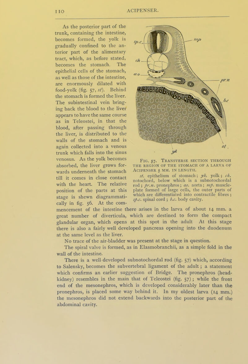 I IO As the posterior part of the trunk, containing the intestine, becomes formed, the yolk is gradually confined to the an- terior part of the alimentary tract, which, as before stated, becomes the stomach. The epithelial cells of the stomach, as well as those of the intestine, are enormously dilated with food-yolk (fig. 57, st). Behind the stomach is formed the liver. The subintestinal vein bring- ing back the blood to the liver appears to have the same course as in Teleostei, in that the blood, after passing through the liver, is distributed to the walls of the stomach and is again collected into a venous trunk which falls into the sinus venosus. As the yolk becomes absorbed, the liver grows for- wards underneath the stomach till it comes in close contact with the heart. The relative position of the parts at this stage is shewn diagrammati- cally in fig. 56. At the com- mencement of the intestine there arises in the larva of about 14 mm. a great number of diverticula, which are destined to form the compact glandular organ, which opens at this spot in the adult At this stage there is also a fairly well developed pancreas opening into the duodenum at the same level as the liver. No trace of the air-bladder was present at the stage in question. The spiral valve is formed, as in Elasmobranchii, as a simple fold in the wall of the intestine. There is a well developed subnotochordal rod (fig. 57) which, according to Salensky, becomes the subvertebral ligament of the adult ; a statement which confirms an earlier suggestion of Bridge. The pronephros (head- kidney) resembles in the main that of Teleostei (fig. 57) ; while the front end of the mesonephros, which is developed considerably later than the pronephros, is placed some way behind it. In my oldest larva (14 mm.) the mesonephros did not extend backwards into the posterior part of the abdominal cavity. \ si. J* Fig. 57. Transverse section through THE REGION OF THE STOMACH OF A LARVA OF ACIPENSER 5 MM. IN LENGTH. st. epithelium of stomach; yk. yolk; ch. notochord, below which is a subnotochordal rod; pr.n. pronephros; ao. aorta; nip. muscle- plate formed of large cells, the outer parts of which are differentiated into contractile fibres ; sp.c. spinal cord ; b.c. body cavity.