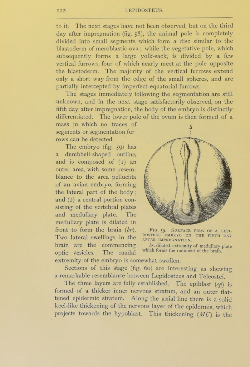 to it. The next stages have not been observed, but on the third day after impregnation (fig. 58), the animal pole is completely divided into small segments, which form a disc similar to the blastoderm of meroblastic ova ; while the vegetative pole, which subsequently forms a large yolk-sack, is divided by a few vertical furrows, four of which nearly meet at the pole opposite the blastoderm. The majority of the vertical furrows extend only a short way from the edge of the small spheres, and are partially intercepted by imperfect equatorial furrows. The stages immediately following the segmentation are still unknown, and in the next stage satisfactorily observed, on the fifth day after impregnation, the body of the embryo is distinctly differentiated. The lower pole of the ovum is then formed of a mass in which no traces of t extremity of the embryo is somewhat swollen. Sections of this stage (fig. 60) are interesting as shewing a remarkable resemblance between Lepidosteus and Teleostei. The three layers are fully established. The epiblast (ep) is formed of a thicker inner nervous stratum, and an outer flat- tened epidermic stratum. Along the axial line there is a solid keel-like thickening of the nervous layer of the epidermis, which projects towards the hypoblast. This thickening (MC) is the segments or segmentation fur- rows can be detected. The embryo (fig. 59) has a dumbbell-shaped outline, and is composed of (1) an outer area, with some resem- blance to the area pellucida of an avian embryo, forming the lateral part of the body ; and (2) a central portion con- sisting of the vertebral plates and medullary plate. The medullary plate is dilated in front to form the brain (br). Two lateral swellings in the brain are the commencing optic vesicles. The caudal Fig. 59. Surface view of a Lepi- dosteus EMBRYO ON THE FIFTH DAY AFTER IMPREGNATION. hr. dilated extremity of medullary plate which forms the rudiment of the brain.