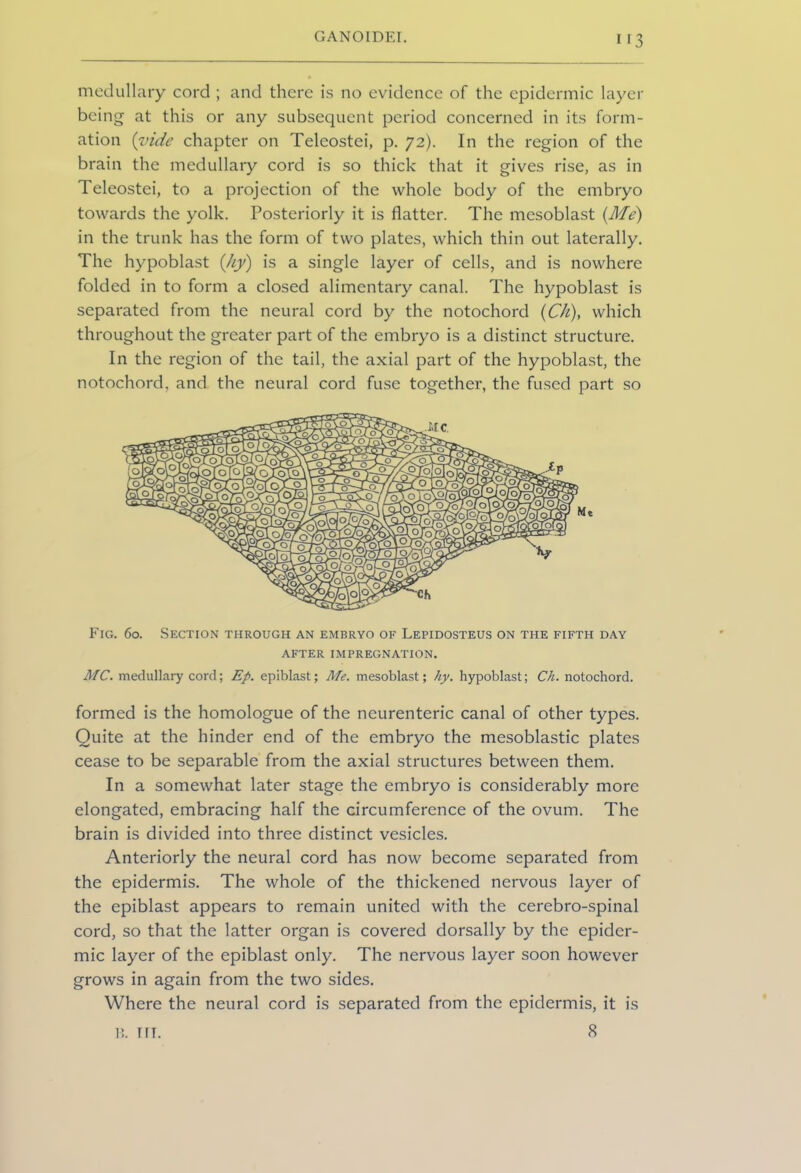 medullary cord ; and there is no evidence of the epidermic layer being at this or any subsequent period concerned in its form- ation {vide chapter on Teleostei, p. 72). In the region of the brain the medullary cord is so thick that it gives rise, as in Teleostei, to a projection of the whole body of the embryo towards the yolk. Posteriorly it is flatter. The mesoblast {Me) in the trunk has the form of two plates, which thin out laterally. The hypoblast (hy) is a single layer of cells, and is nowhere folded in to form a closed alimentary canal. The hypoblast is separated from the neural cord by the notochord (C/i), which throughout the greater part of the embryo is a distinct structure. In the region of the tail, the axial part of the hypoblast, the notochord, and the neural cord fuse together, the fused part so Fig. 60. Section through an embryo of Lepidosteus on the fifth day AFTER IMPREGNATION. MC. medullary cord; Ep. epiblast; Me. mesoblast; hy. hypoblast; Ch. notochord. formed is the homologue of the neurenteric canal of other types. Quite at the hinder end of the embryo the mesoblastic plates cease to be separable from the axial structures between them. In a somewhat later stage the embryo is considerably more elongated, embracing half the circumference of the ovum. The brain is divided into three distinct vesicles. Anteriorly the neural cord has now become separated from the epidermis. The whole of the thickened nervous layer of the epiblast appears to remain united with the cerebro-spinal cord, so that the latter organ is covered dorsally by the epider- mic layer of the epiblast only. The nervous layer soon however grows in again from the two sides. Where the neural cord is separated from the epidermis, it is 8 15. IfT.