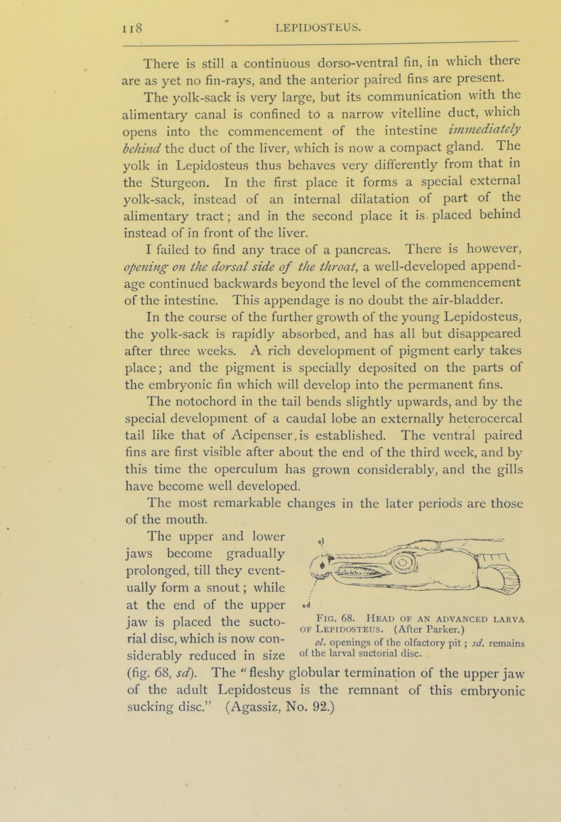 There is still a continuous dorso-ventral fin, in which there are as yet no fin-rays, and the anterior paired fins are present. The yolk-sack is very large, but its communication with the alimentary canal is confined to a narrow vitelline duct, which opens into the commencement of the intestine immediately behind the duct of the liver, which is now a compact gland. The yolk in Lepidosteus thus behaves very differently from that in the Sturgeon. In the first place it forms a special external yolk-sack, instead of an internal dilatation of part of the alimentary tract; and in the second place it is placed behind instead of in front of the liver. I failed to find any trace of a pancreas. There is however, opening on the dorsal side of the throat, a well-developed append- age continued backwards beyond the level of the commencement of the intestine. This appendage is no doubt the air-bladder. In the course of the further growth of the young Lepidosteus, the yolk-sack is rapidly absorbed, and has all but disappeared after three weeks. A rich development of pigment early takes place; and the pigment is specially deposited on the parts of the embryonic fin which will develop into the permanent fins. The notochord in the tail bends slightly upwards, and by the special development of a caudal lobe an externally heteroccrcal tail like that of Acipenser.is established. The ventral paired fins are first visible after about the end of the third week, and by this time the operculum has grown considerably, and the gills have become well developed. The most remarkable changes in the later periods are those of the mouth. The upper and lower jaws become gradually prolonged, till they event- ually form a snout; while at the end of the upper jaw is placed the sucto- rial disc, which is now con- siderably reduced in size (fig. 68, sd). The “fleshy globular termination of the upper jaw of the adult Lepidosteus is the remnant of this embryonic sucking disc.” (Agassiz, No. 92.) Fig. 68. Head of an advanced larva of Lepidosteus. (After Parker.) ol. openings of the olfactory pit; sd. remains of the larval suctorial disc.