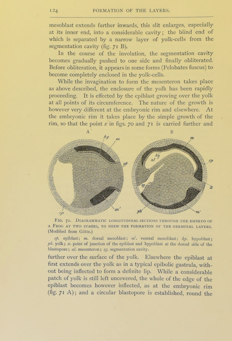 mesoblast extends further inwards, this slit enlarges, especially at its inner end, into a considerable cavity; the blind end of which is separated by a narrow layer of yolk-cells from the segmentation cavity (fig. 71 B). In the course of the involution, the segmentation cavity becomes gradually pushed to one side and finally obliterated. Before obliteration, it appears in some forms (Pelobates fuscus) to become completely enclosed in the yolk-cells. While the invagination to form the mesenteron takes place as above described, the enclosure of the yolk has been rapidly proceeding. It is effected by the epiblast growing over the yolk at all points of its circumference. The nature of the growth is however very different at the embryonic rim and elsewhere. At the embryonic rim it takes place by the simple growth of the rim, so that the point „r in figs. 70 and 71 is carried further and A B Fig. 71. Diagrammatic longitudinal sections through the embryo of a Frog at two stages, to shew the formation of the germinal layers. (Modified from Gotte.) ep. epiblast; m. dorsal mesoblast; m'. ventral mesoblast; hy. hypoblast; yk. yolk; x. point of junction of the epiblast and hypoblast at the dorsal side of the blastopore; al. mesenteron; sg. segmentation cavity. further over the surface of the yolk. Elsewhere the epiblast at first extends over the yolk as in a typical epibolic gastrula, with- out being inflected to form a definite lip. While a considerable patch of yolk is still left uncovered, the whole of the edge of the epiblast becomes however inflected, as at the embryonic rim (fig. 71 A); and a circular blastopore is established, round the