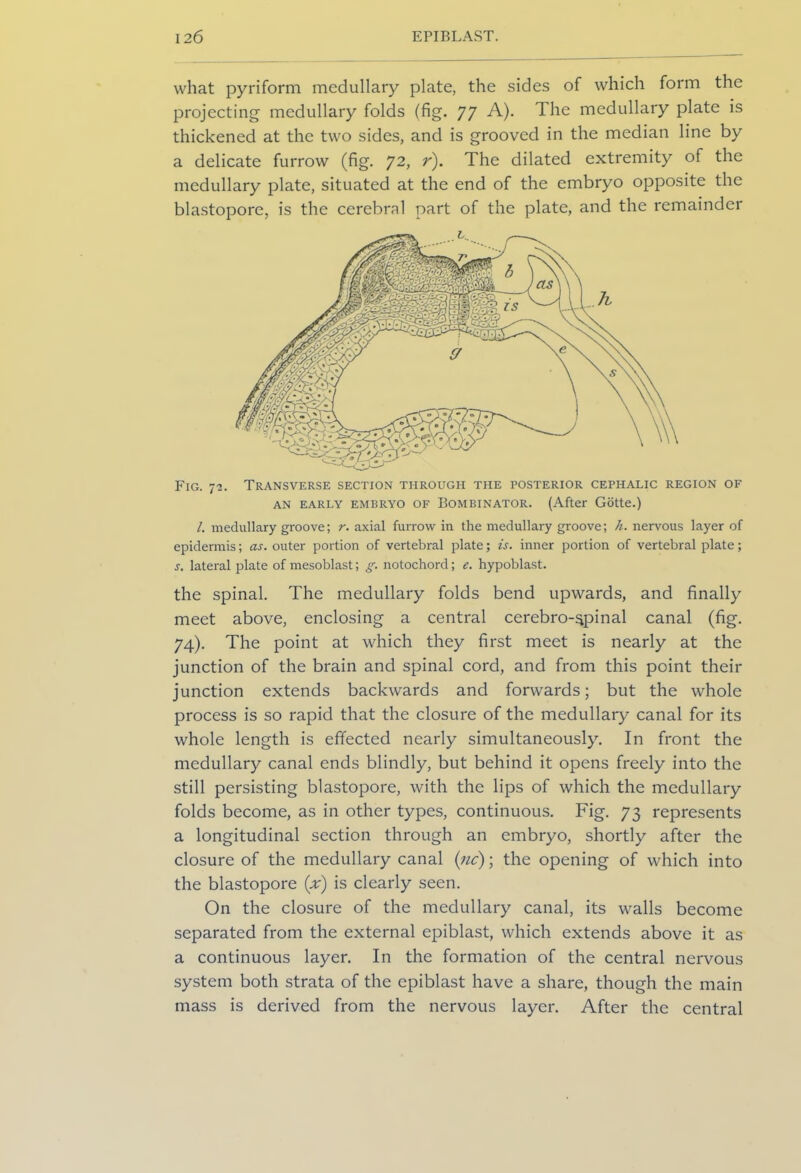 what pyriform medullary plate, the sides of which form the projecting medullary folds (fig. 77 A). The medullary plate is thickened at the two sides, and is grooved in the median line by a delicate furrow (fig. 72, r). The dilated extremity of the medullary plate, situated at the end of the embryo opposite the blastopore, is the cerebrnl part of the plate, and the remainder Fig. 72. Transverse section through the posterior cephalic region of an early embryo of Bombinator. (After Gotte.) 1. medullary groove; r. axial furrow in the medullary groove; h. nervous layer of epidermis; as. outer portion of vertebral plate; is. inner portion of vertebral plate; s. lateral plate of mesoblast; g. notochord; e. hypoblast. the spinal. The medullary folds bend upwards, and finally meet above, enclosing a central cerebro-spinal canal (fig. 74). The point at which they first meet is nearly at the junction of the brain and spinal cord, and from this point their junction extends backwards and forwards; but the whole process is so rapid that the closure of the medullary canal for its whole length is effected nearly simultaneously. In front the medullary canal ends blindly, but behind it opens freely into the still persisting blastopore, with the lips of which the medullary folds become, as in other types, continuous. Fig. 73 represents a longitudinal section through an embryo, shortly after the closure of the medullary canal (;nc); the opening of which into the blastopore (x) is clearly seen. On the closure of the medullary canal, its walls become separated from the external epiblast, which extends above it as a continuous layer. In the formation of the central nervous system both strata of the epiblast have a share, though the main mass is derived from the nervous layer. After the central