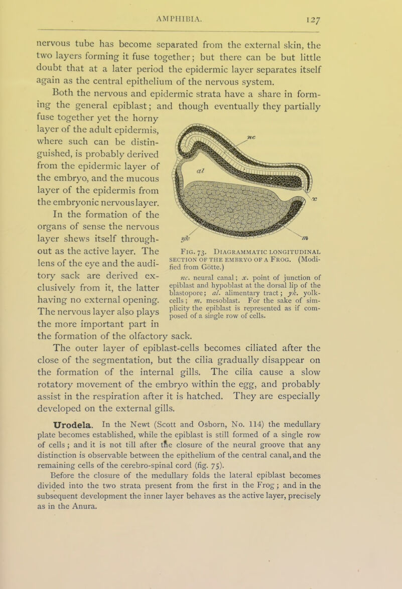 AM rill HI A. nervous tube has become separated from the external skin, the two layers forming it fuse together; but there can be but little doubt that at a later period the epidermic layer separates itself again as the central epithelium of the nervous system. Both the nervous and epidermic strata have a share in form- ing the general epiblast; and though eventually they partially fuse together yet the horny layer of the adult epidermis, where such can be distin- guished, is probably derived from the epidermic layer of the embryo, and the mucous layer of the epidermis from the embryonic nervous layer. In the formation of the organs of sense the nervous layer shews itself through- out as the active layer. The lens of the eye and the audi- tory sack are derived ex- clusively from it, the latter having no external opening. The nervous layer also plays the more important part in the formation of the olfactory sack. The outer layer of epiblast-cells becomes ciliated after the close of the segmentation, but the cilia gradually disappear on the formation of the internal gills. The cilia cause a slow rotatory movement of the embryo within the egg, and probably assist in the respiration after it is hatched. They are especially developed on the external gills. Urodela. In the Newt (Scott and Osborn, No. 114) the medullary plate becomes established, while the epiblast is still formed of a single row of cells ; and it is not till after tfte closure of the neural groove that any distinction is observable between the epithelium of the central canal, and the remaining cells of the cerebro-spinal cord (fig. 75). Before the closure of the medullary folds the lateral epiblast becomes divided into the two strata present from the first in the Frog; and in the subsequent development the inner layer behaves as the active layer, precisely as in the Anura. Fig. 73. Diagrammatic longitudinal SECTION OF THE EMBRYO OF A FROG. (Modi- fied from Gotte.) nc. neural canal; x. point of junction of epiblast and hypoblast at the dorsal lip of the blastopore; al. alimentary tract; yk. yolk- cells ; m. mesoblast. For the sake of sim- plicity the epiblast is represented as if com- posed of a single row of cells.